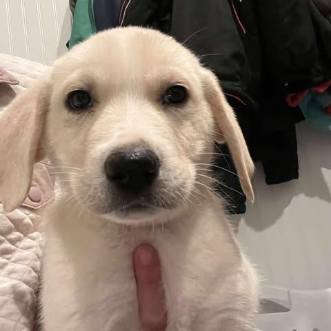 Jayhawk, Adoptable, Puppy Male Great Pyrenees & Labrador Retriever.