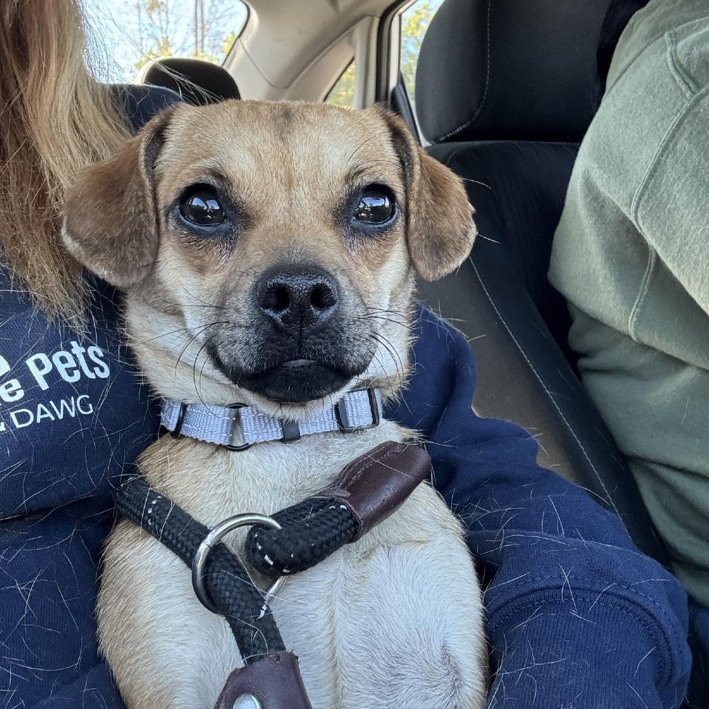 Sophie, Adoptable, Adult Female Chihuahua.