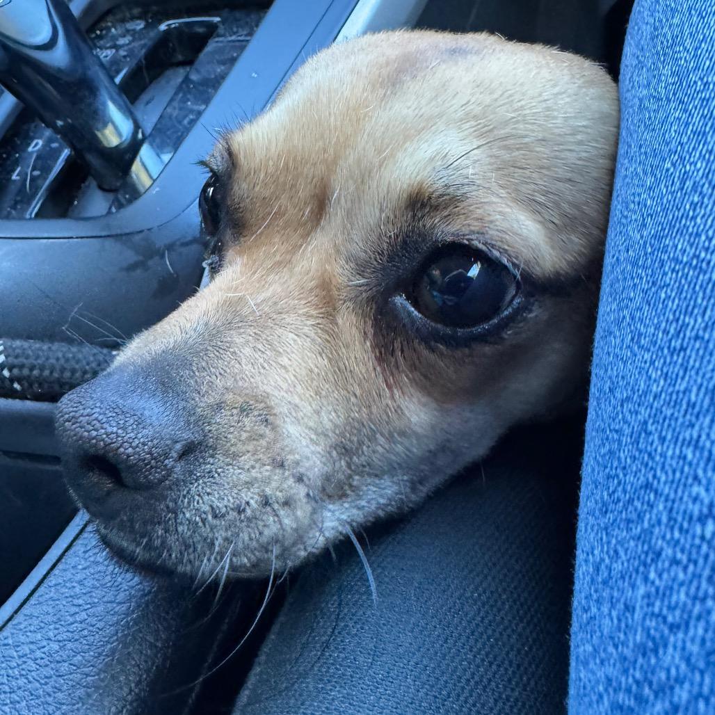 Enlarge Sophie, a Adoptable Chihuahua in Buellton, CA image 2/5