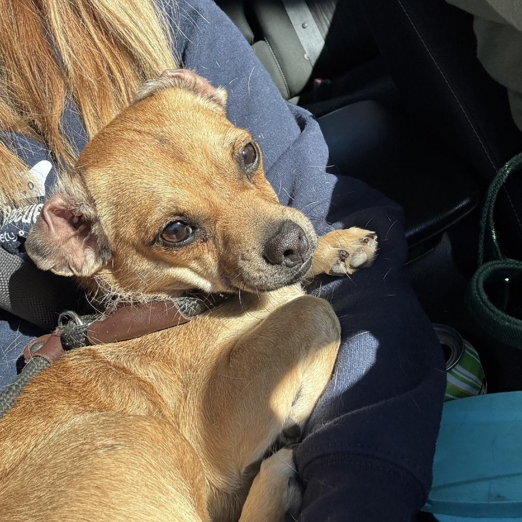 Enlarge Sophie, a Adoptable Chihuahua in Buellton, CA image 5/5