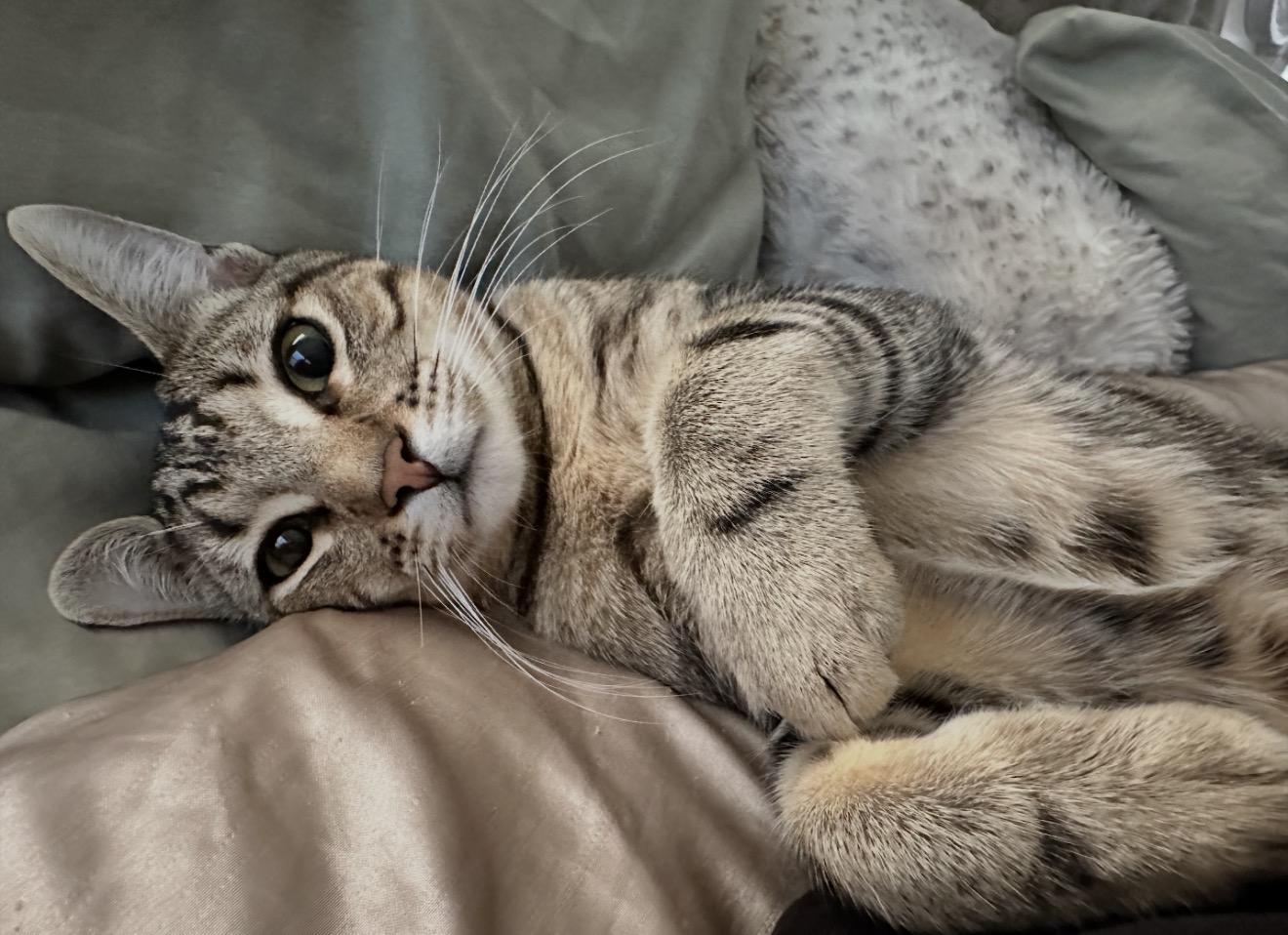 Muffassa, ADOPTABLE, Young Male Tabby.