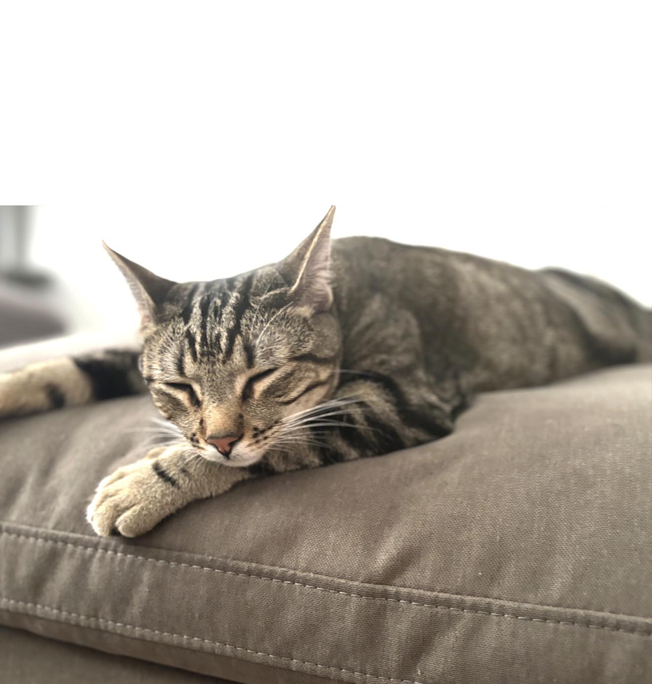Muffassa, a ADOPTABLE Tabby in Yucaipa, CA image 4/4