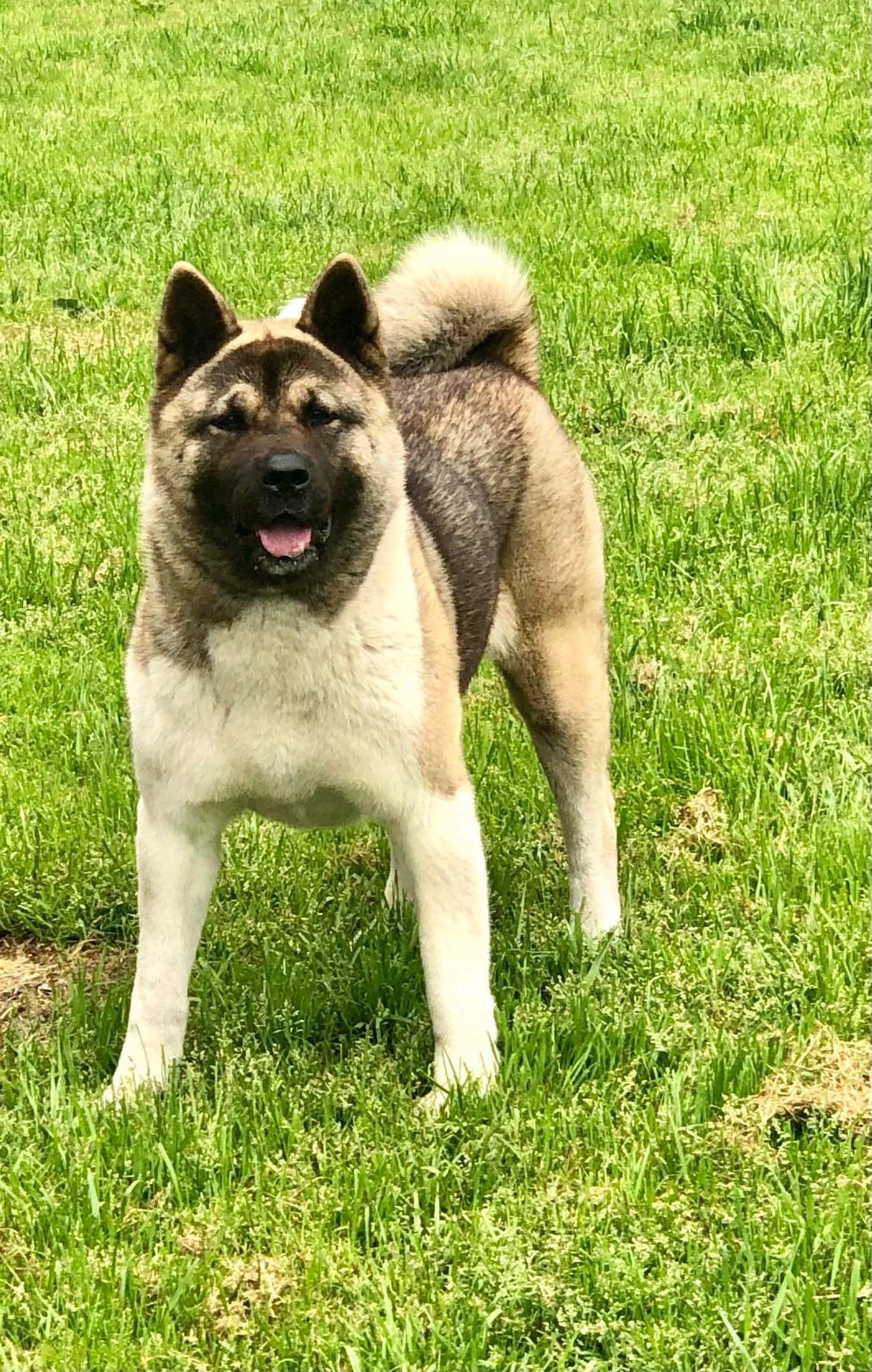Nova, Adopted, Adult Female Akita.