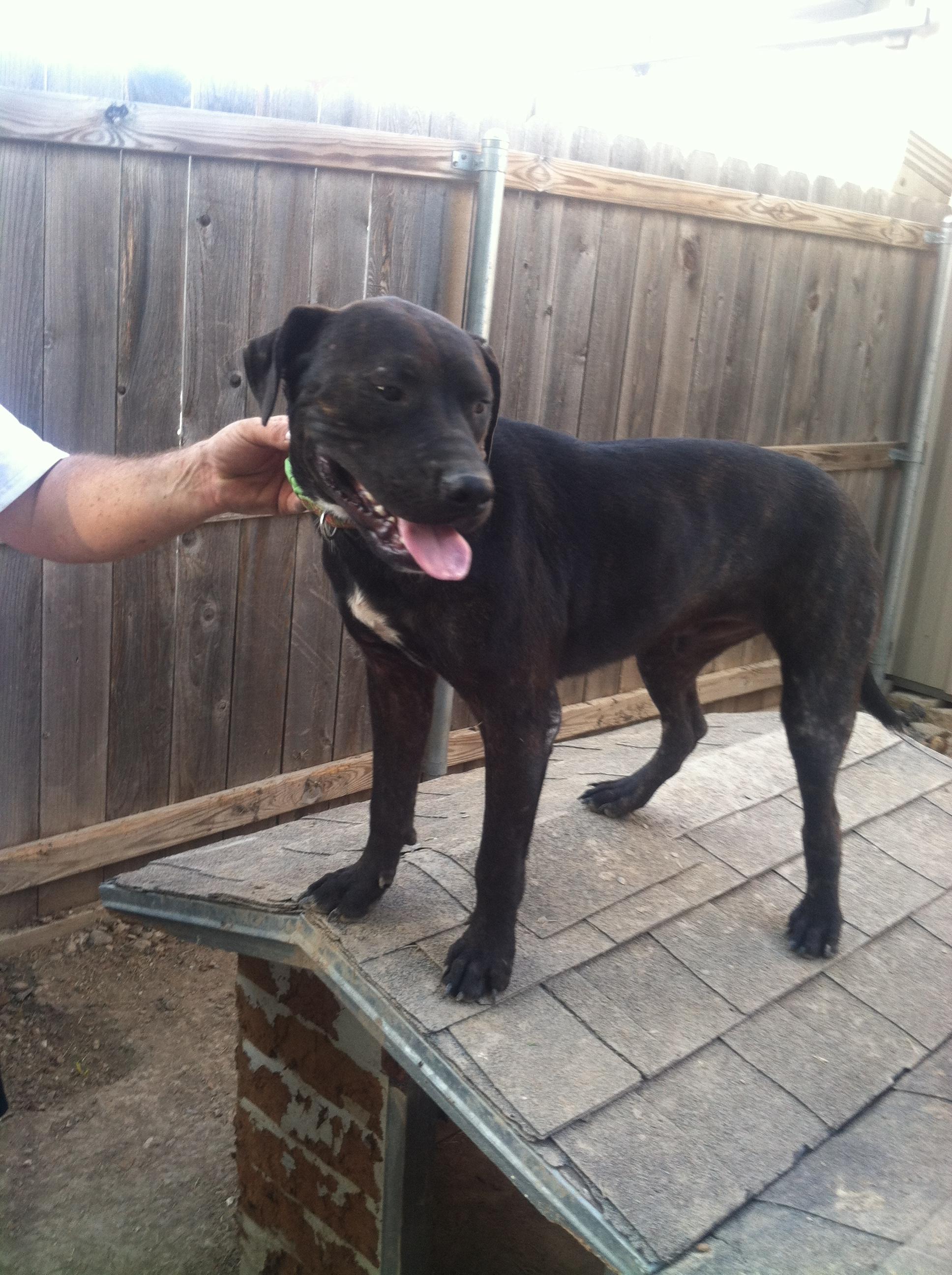 Bear, a Adoptable mixed breed in Plano, TX image 1/3