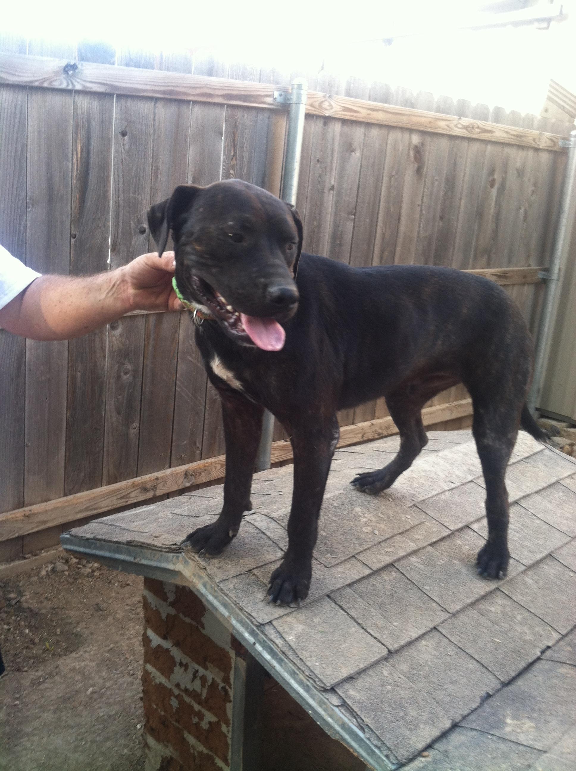 Bear, an adoptable American Staffordshire Terrier, Boxer in Plano, TX, 75074 | Photo Image 1