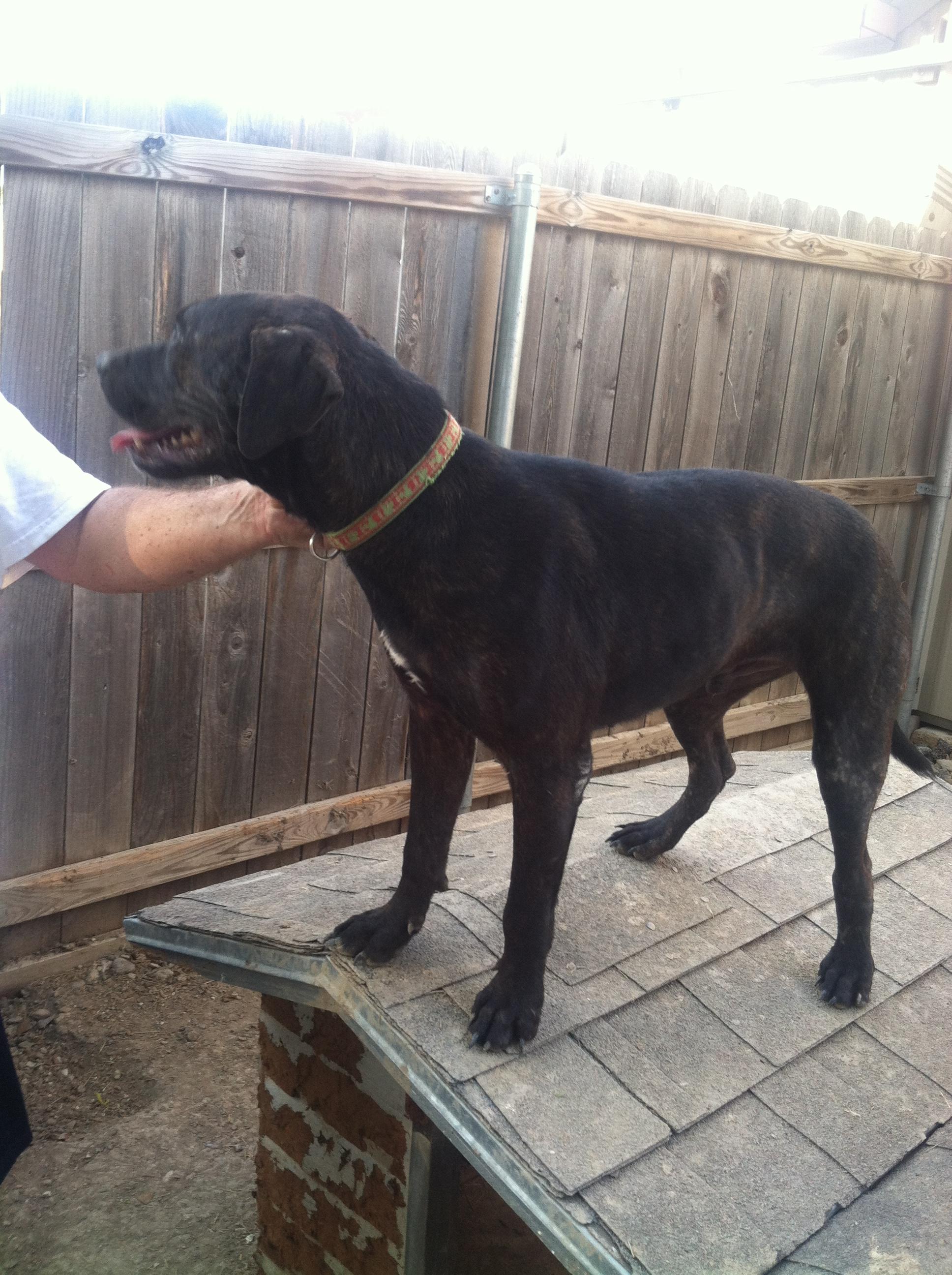 Bear, a Adoptable mixed breed in Plano, TX image 2/3