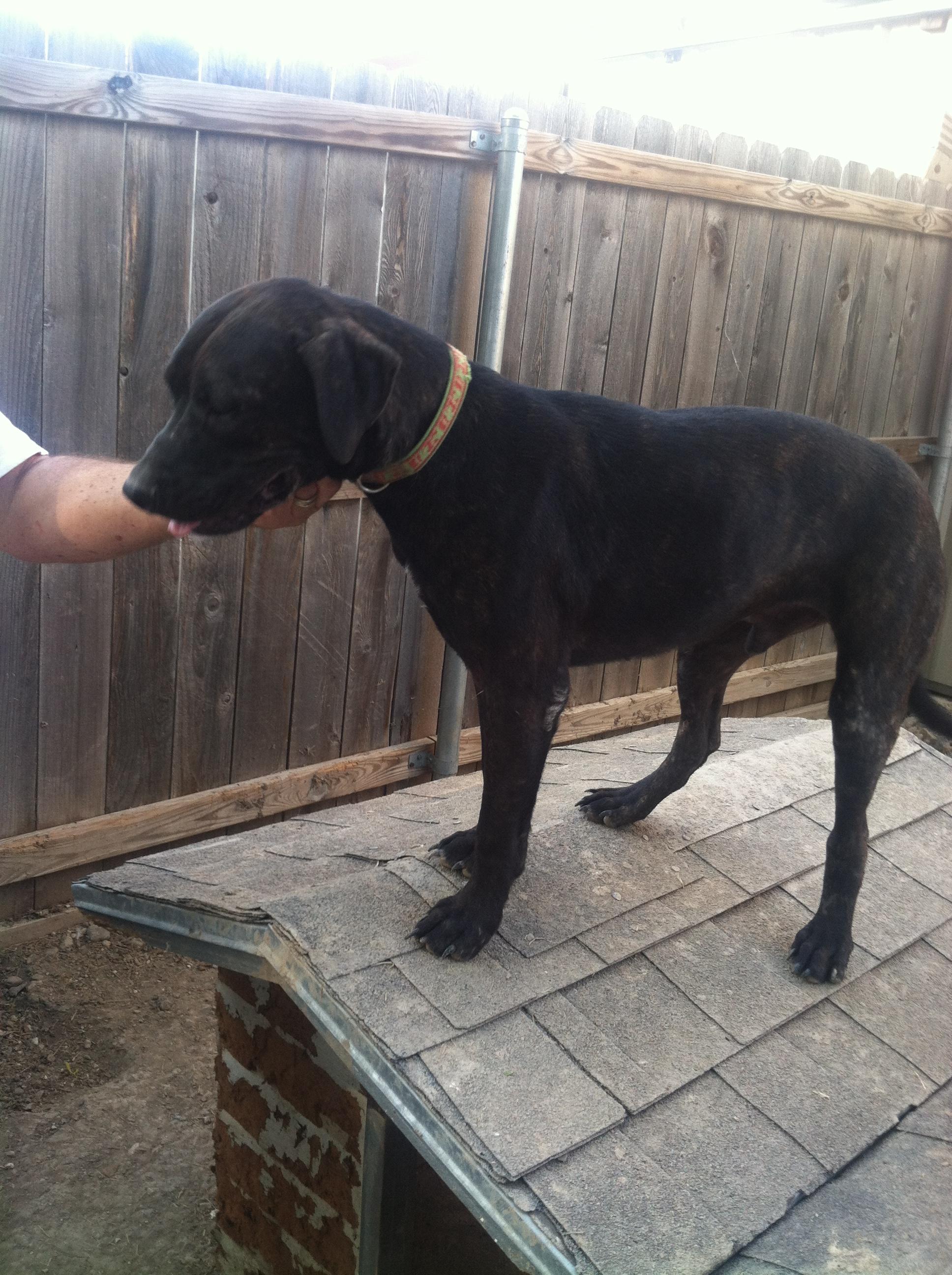 Bear, a Adoptable mixed breed in Plano, TX image 3/3