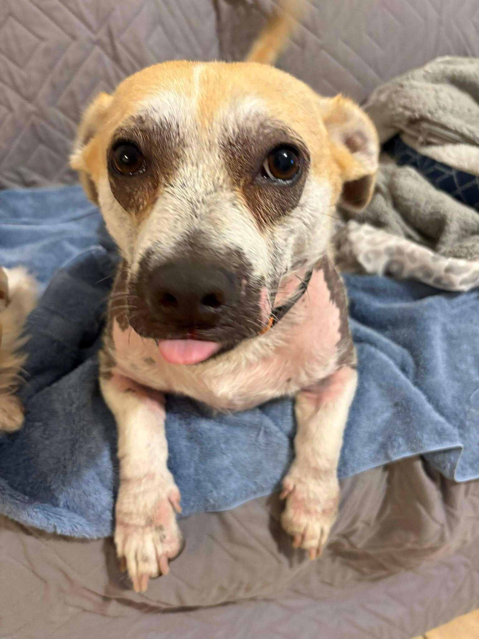 Percy — thumbnail 4