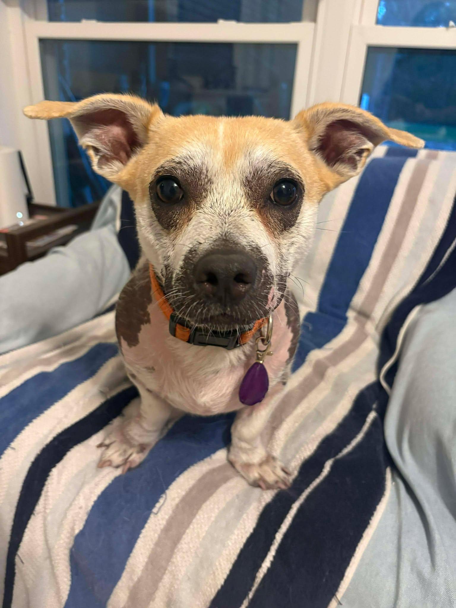 Percy — thumbnail 5