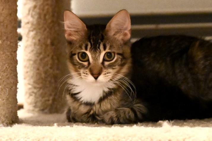 Enlarge Tina & Louise, a Adopted Domestic Short Hair in Thomaston, CT image 2/6