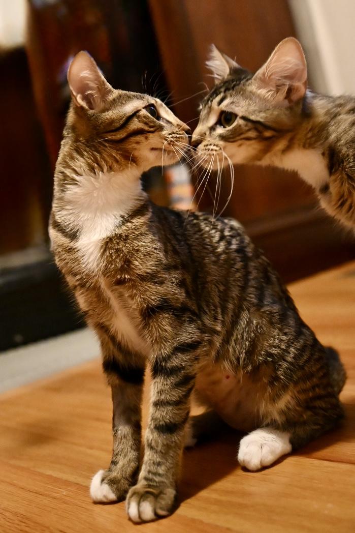 Enlarge Tina & Louise, a Adopted Domestic Short Hair in Thomaston, CT image 4/6