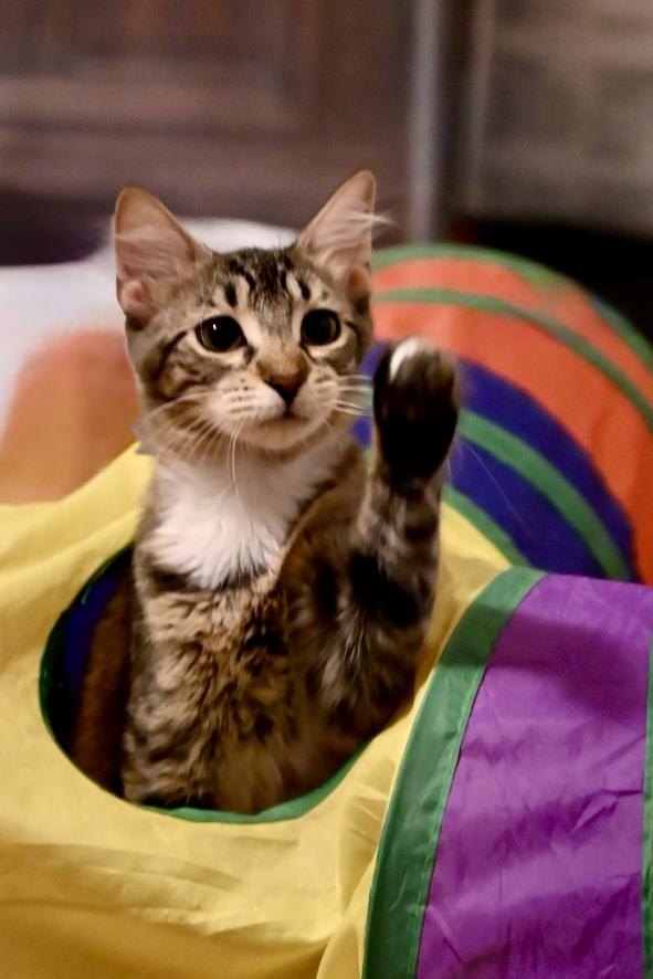 Enlarge Tina & Louise, a Adopted Domestic Short Hair in Thomaston, CT image 1/6