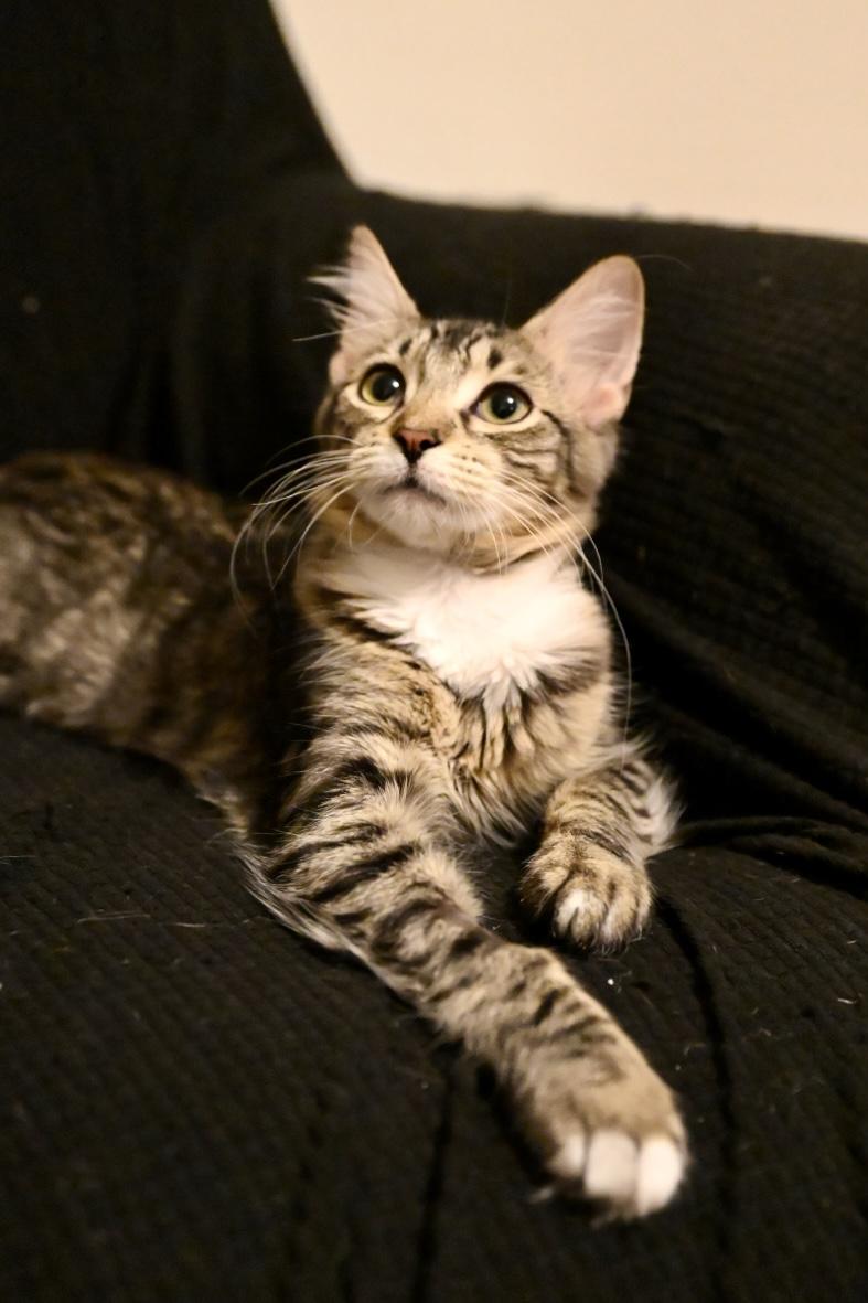 Enlarge Tina & Louise, a Adopted Domestic Short Hair in Thomaston, CT image 5/6