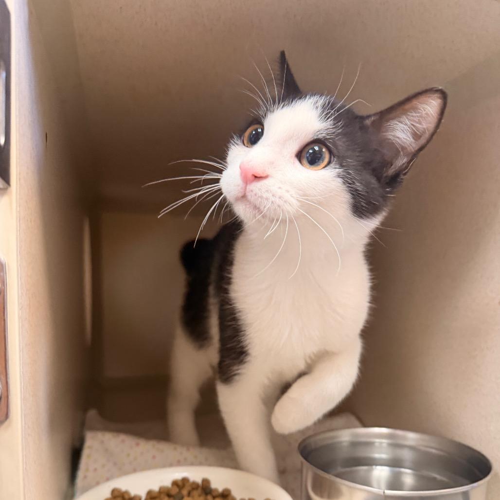 Enlarge Artemis, a Adoptable Domestic Short Hair in Pagosa Springs, CO image 1/2