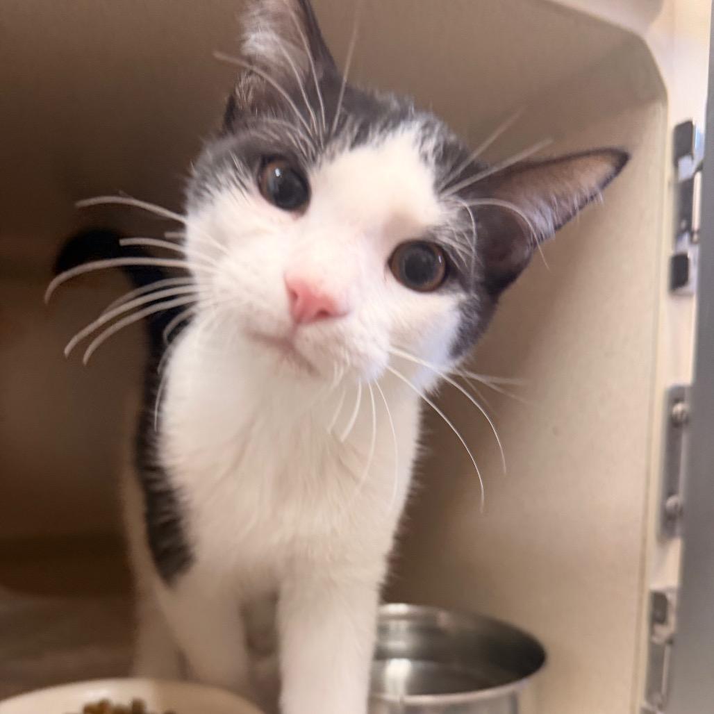 Enlarge Artemis, a Adoptable Domestic Short Hair in Pagosa Springs, CO image 2/2