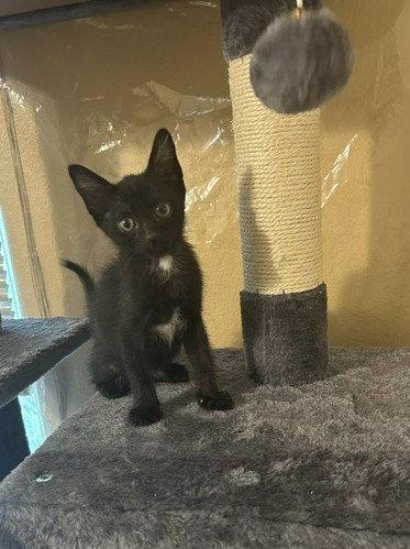 Jackson, Adoptable, Kitten Male Domestic Short Hair.