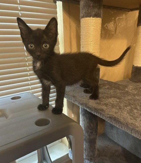 Jackson, a Adoptable Domestic Short Hair in Orlando, FL image 2/2