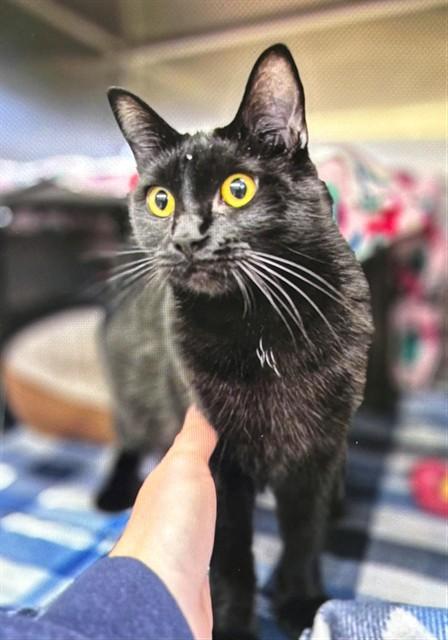 Enlarge MOMMA, a Adoptable Domestic Short Hair in Fremont, CA image 1/1