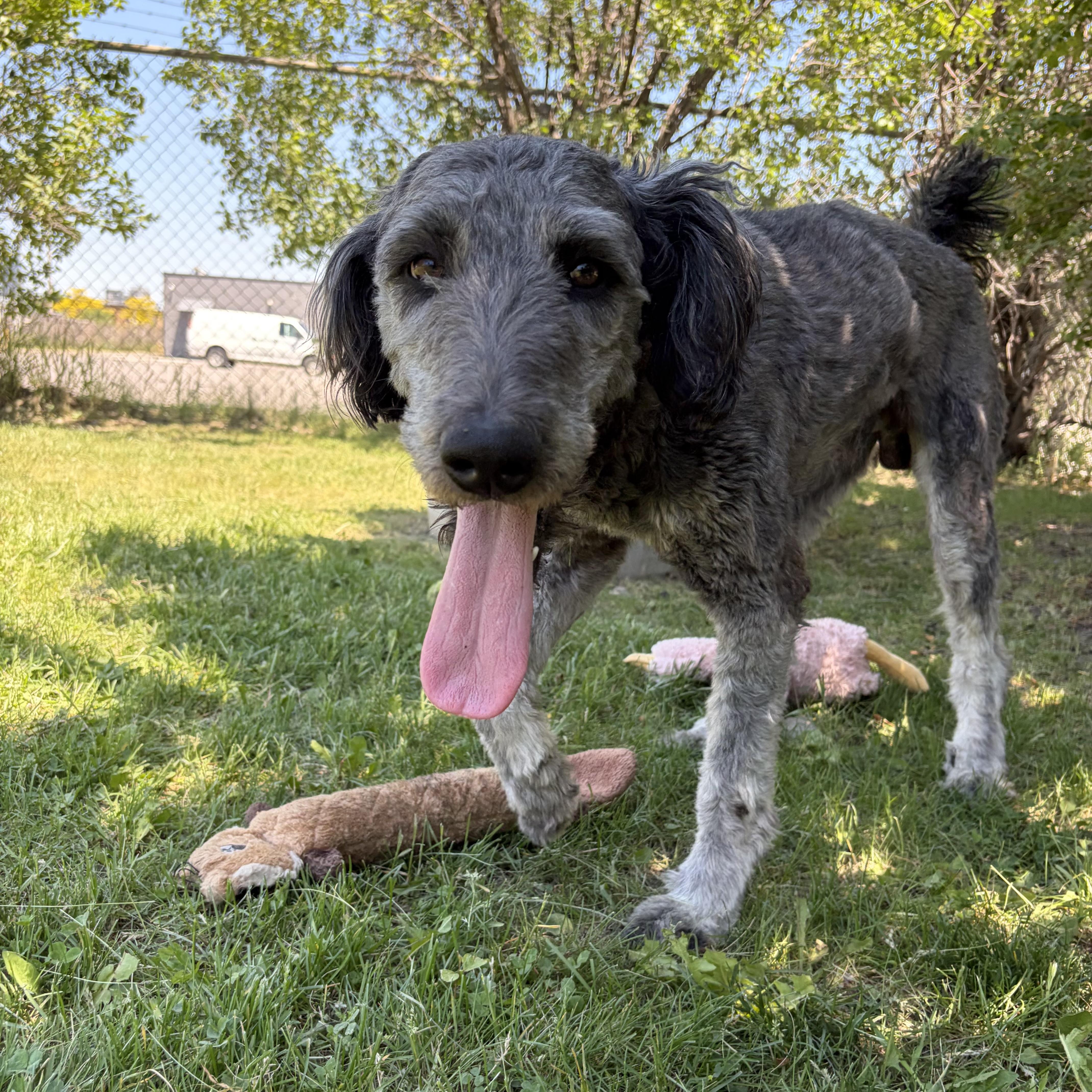 Enlarge Zack, an adoptable mixed breed in Mississauga, ON image 5/5