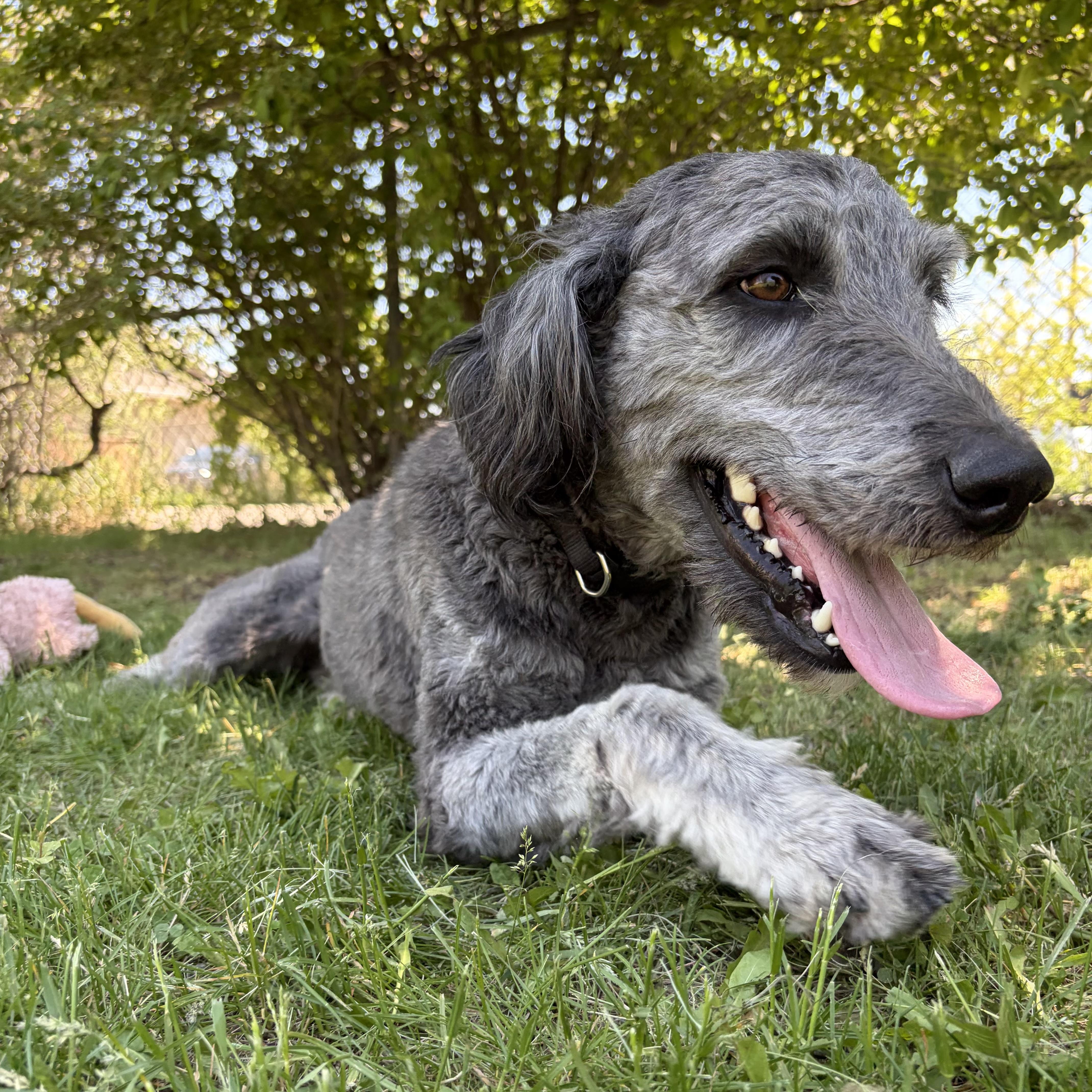 Enlarge Zack, an adoptable mixed breed in Mississauga, ON image 4/5