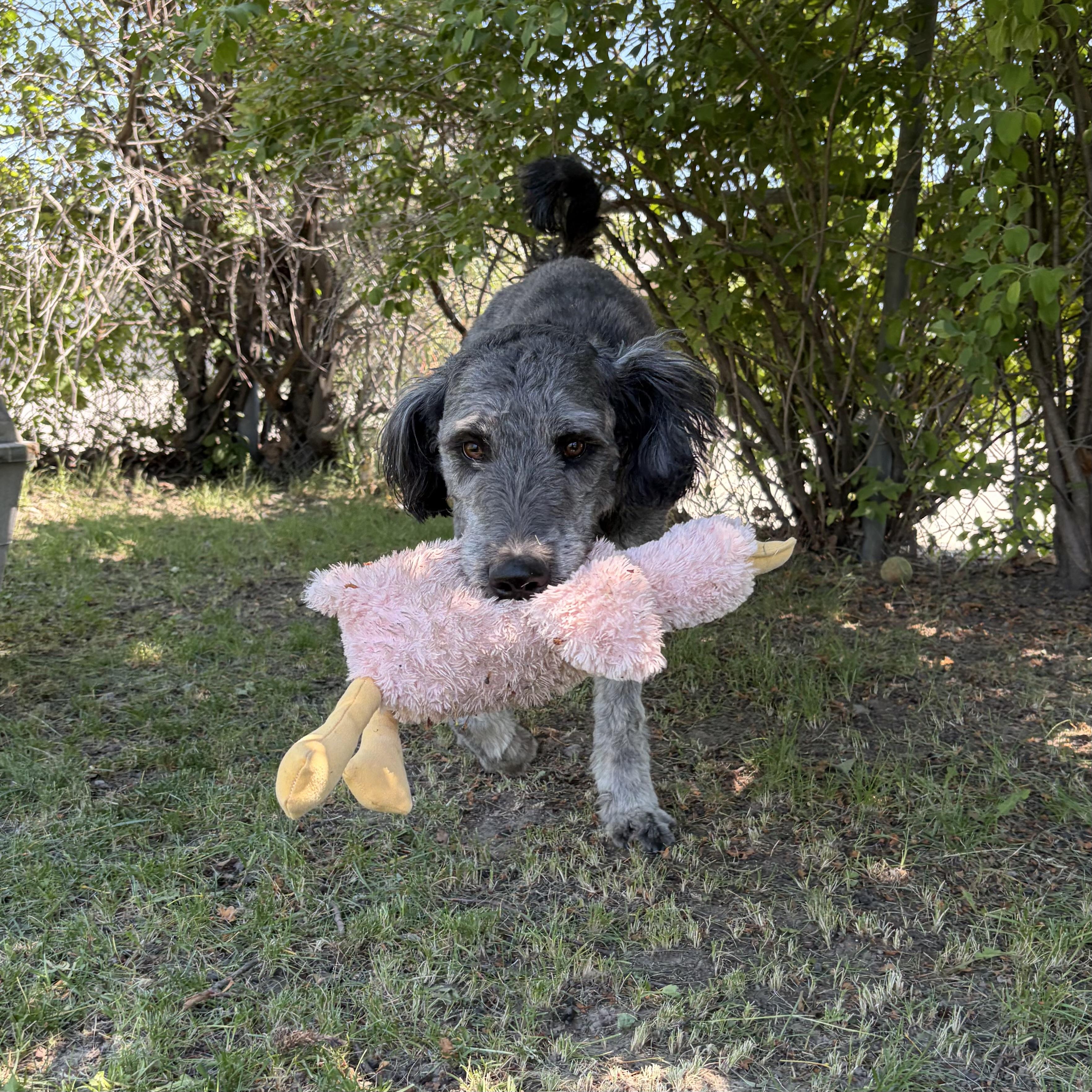 Enlarge Zack, an adoptable mixed breed in Mississauga, ON image 3/5