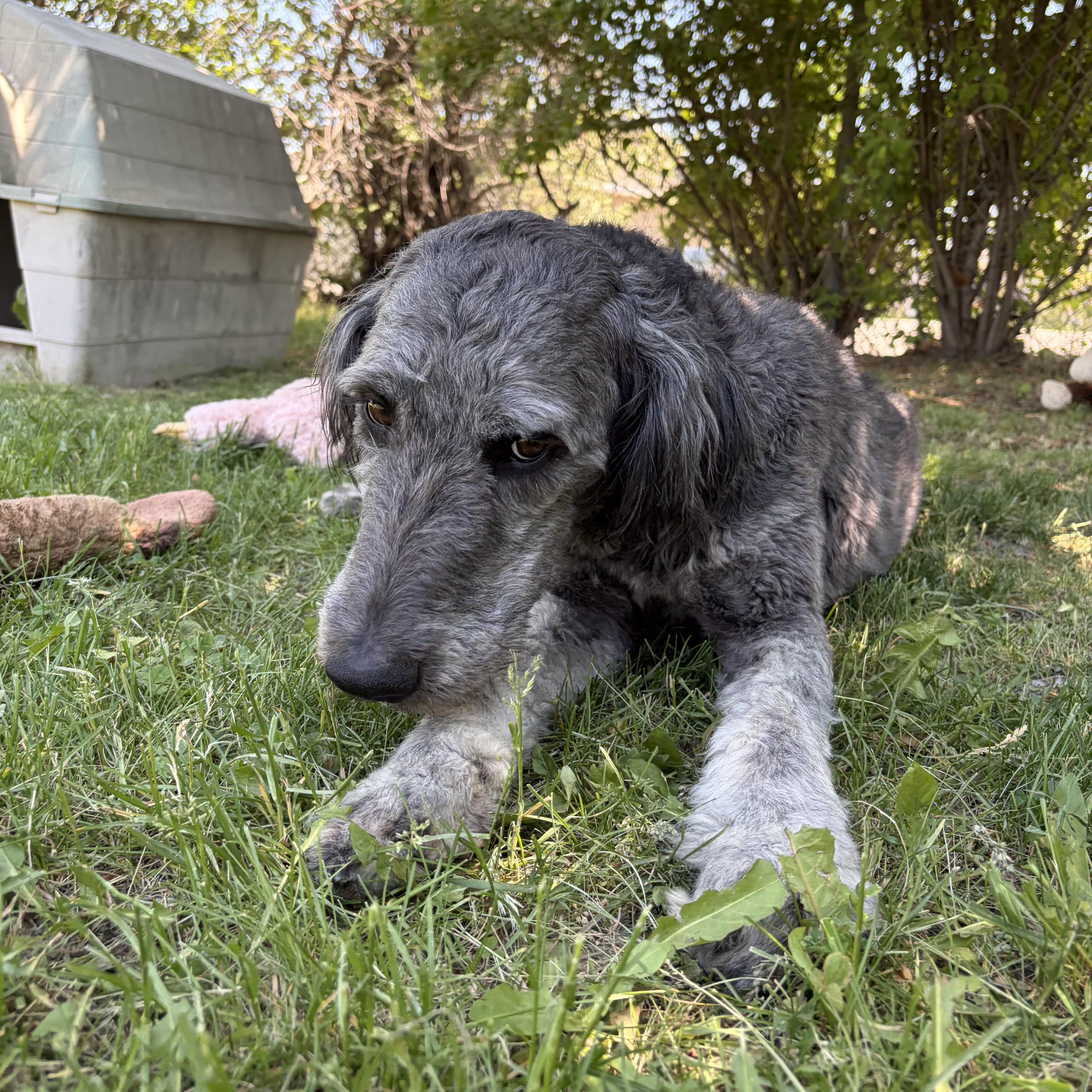 Enlarge Zack, an adoptable mixed breed in Mississauga, ON image 2/5