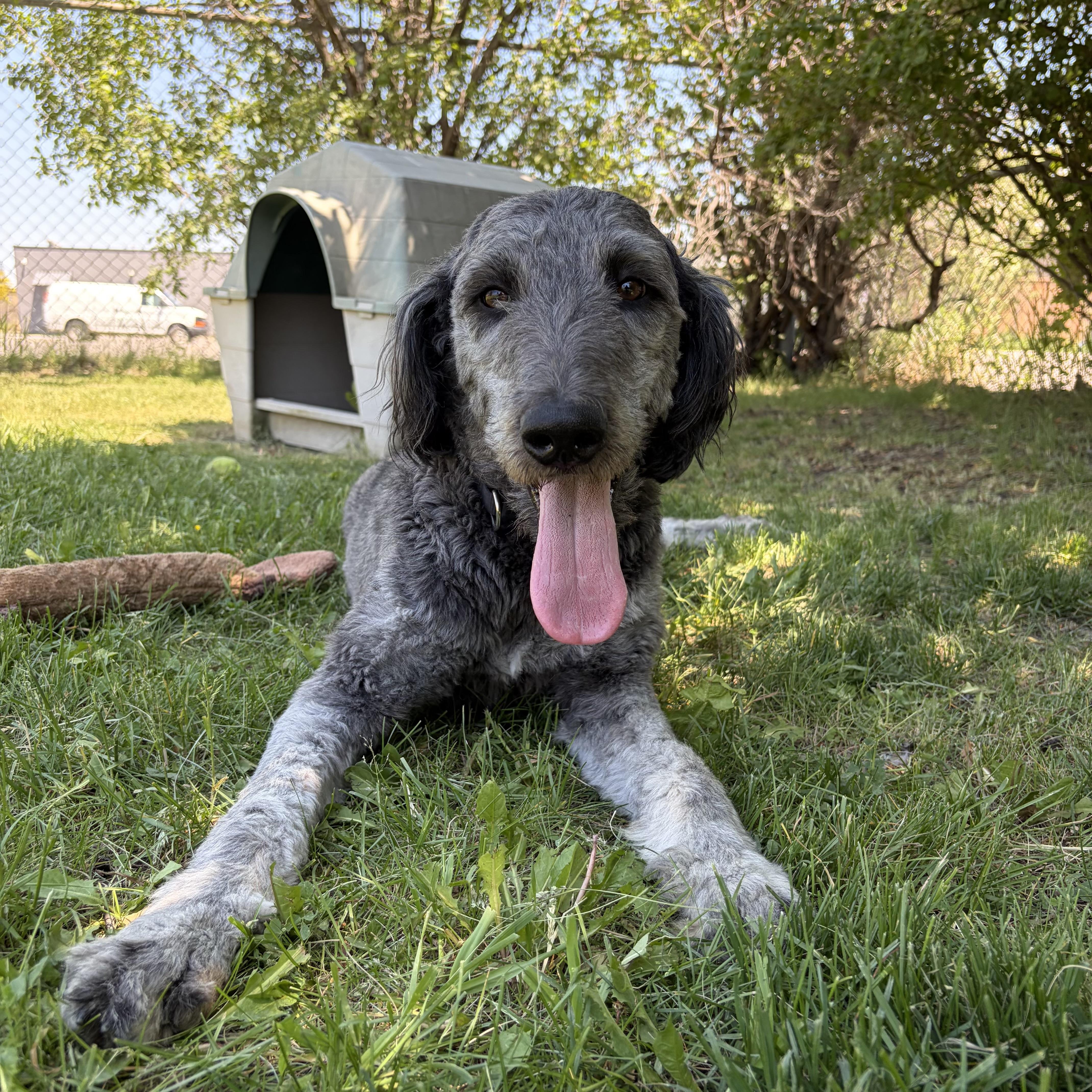 Zack, adoptable, Adult Male Standard Poodle.