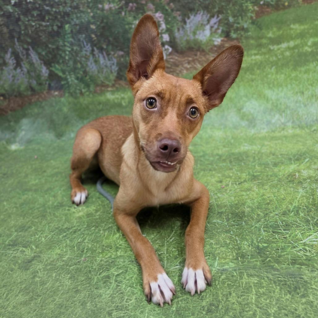 Enlarge Rosie, a Adoptable mixed breed in Franklin, NC image 1/6