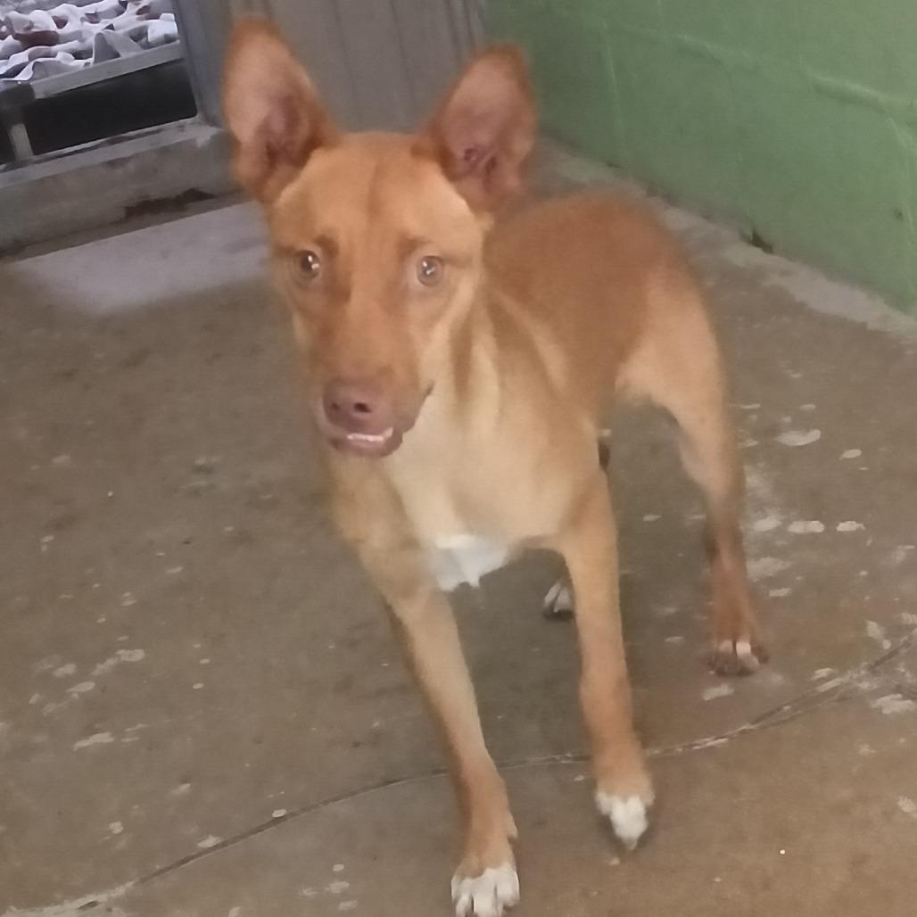 Enlarge Rosie, a Adoptable mixed breed in Franklin, NC image 2/6