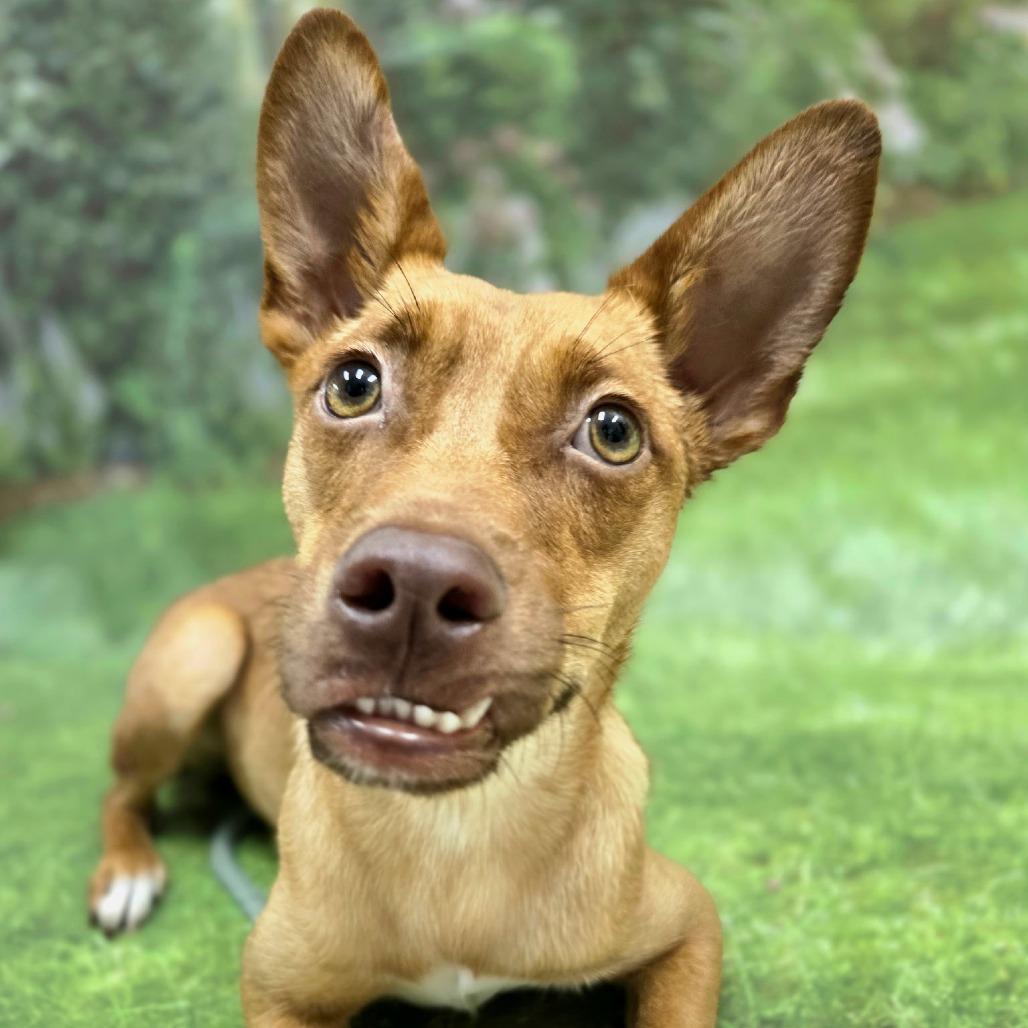 Enlarge Rosie, a Adoptable mixed breed in Franklin, NC image 3/6