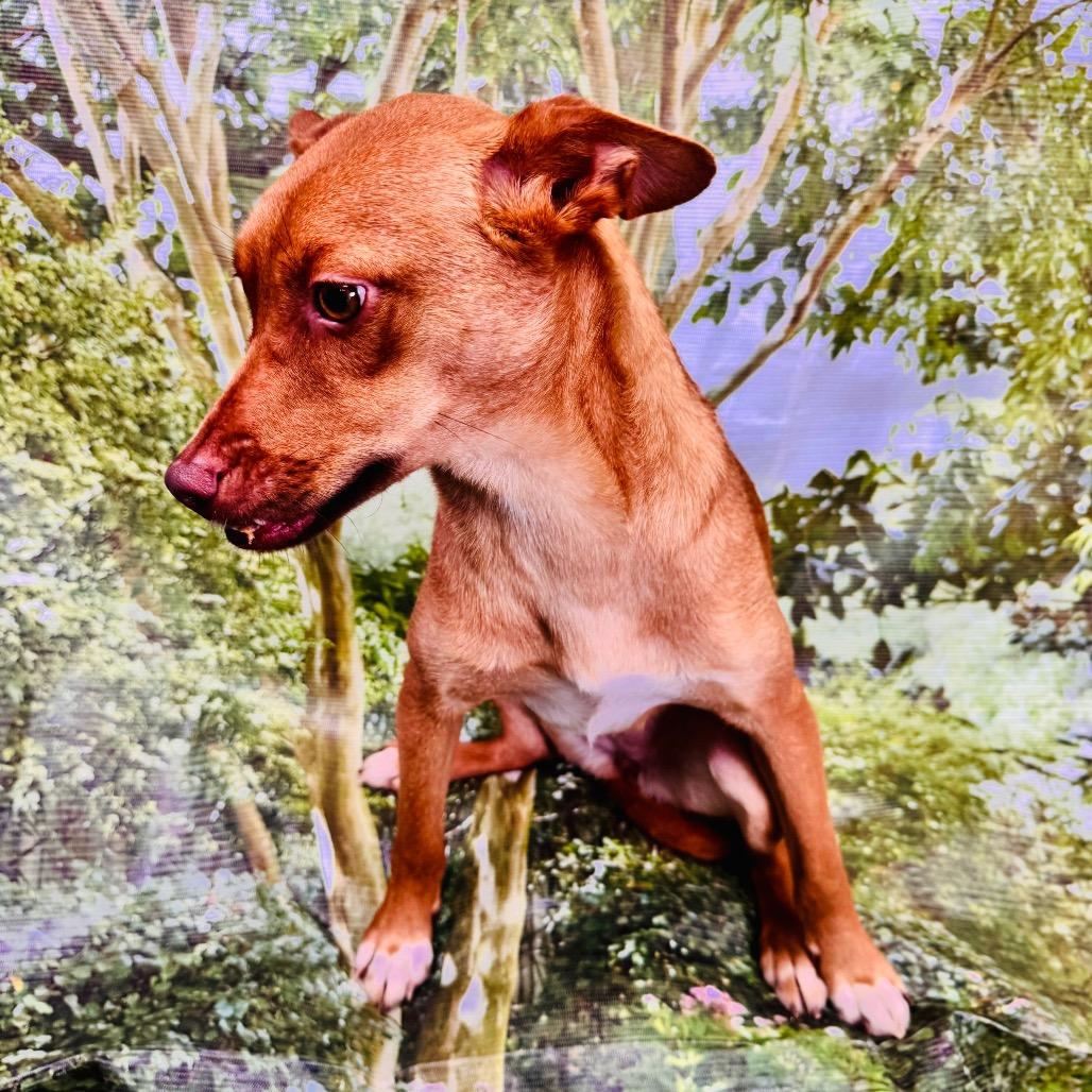 Enlarge Rosie, a Adoptable mixed breed in Franklin, NC image 4/6