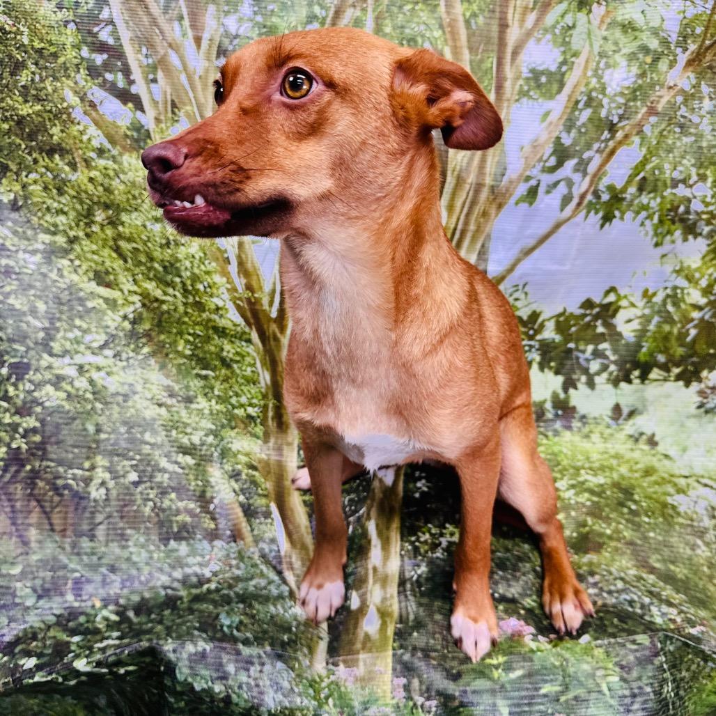Enlarge Rosie, a Adoptable mixed breed in Franklin, NC image 6/6