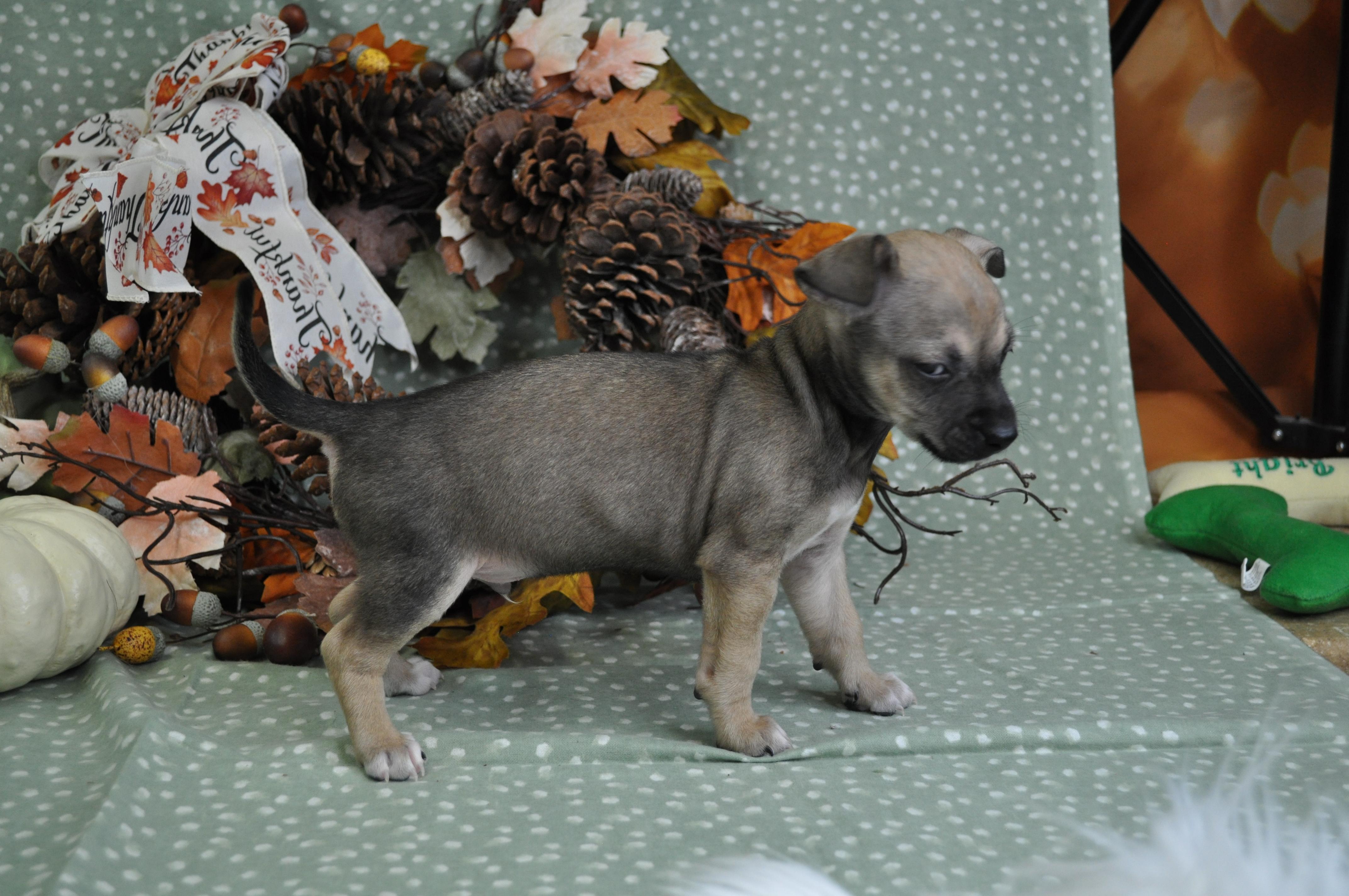 Louie, a Adoptable mixed breed in Union Gap, WA image 1/6
