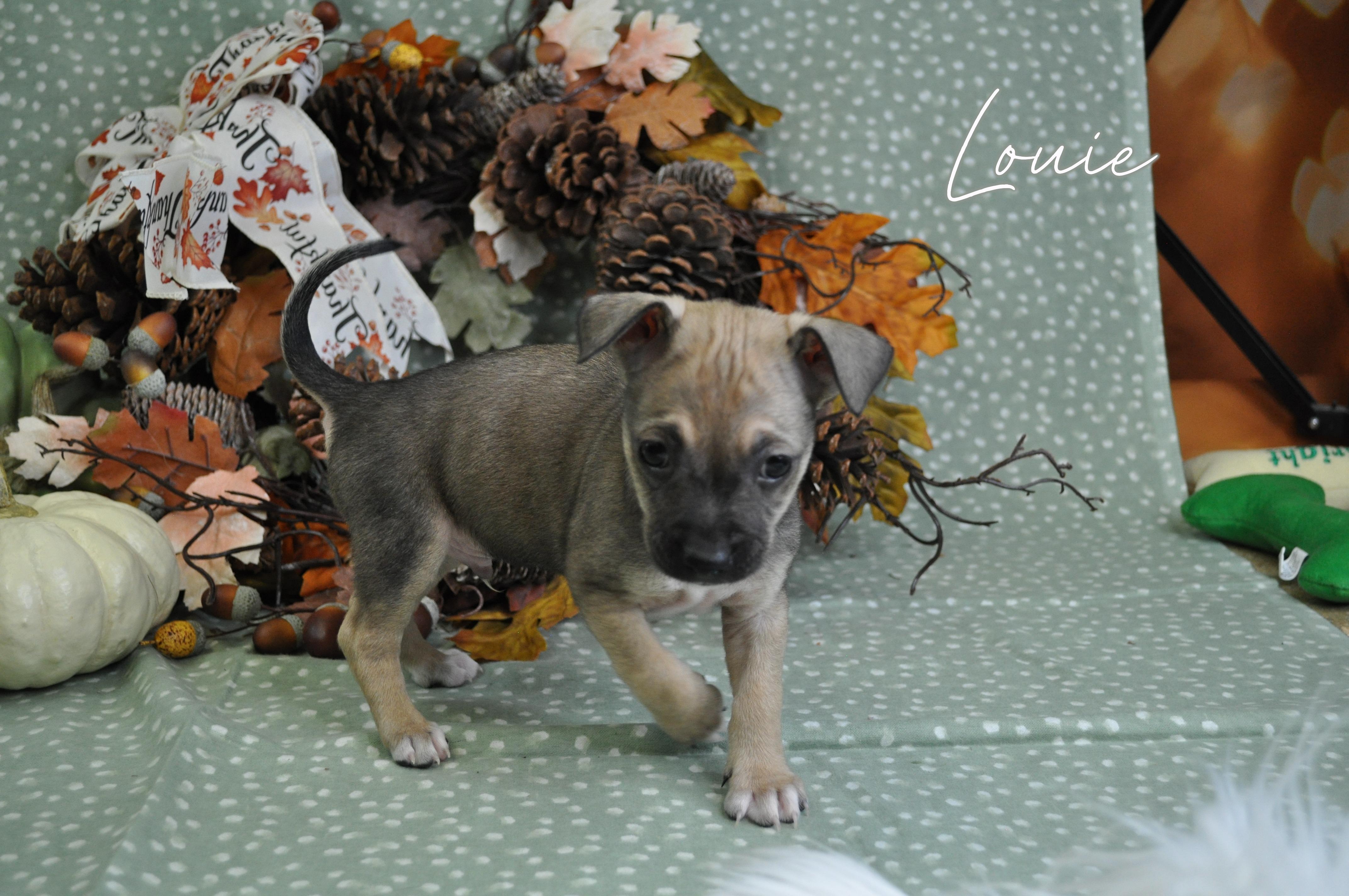 Louie, Adoptable, Puppy Male Chihuahua.