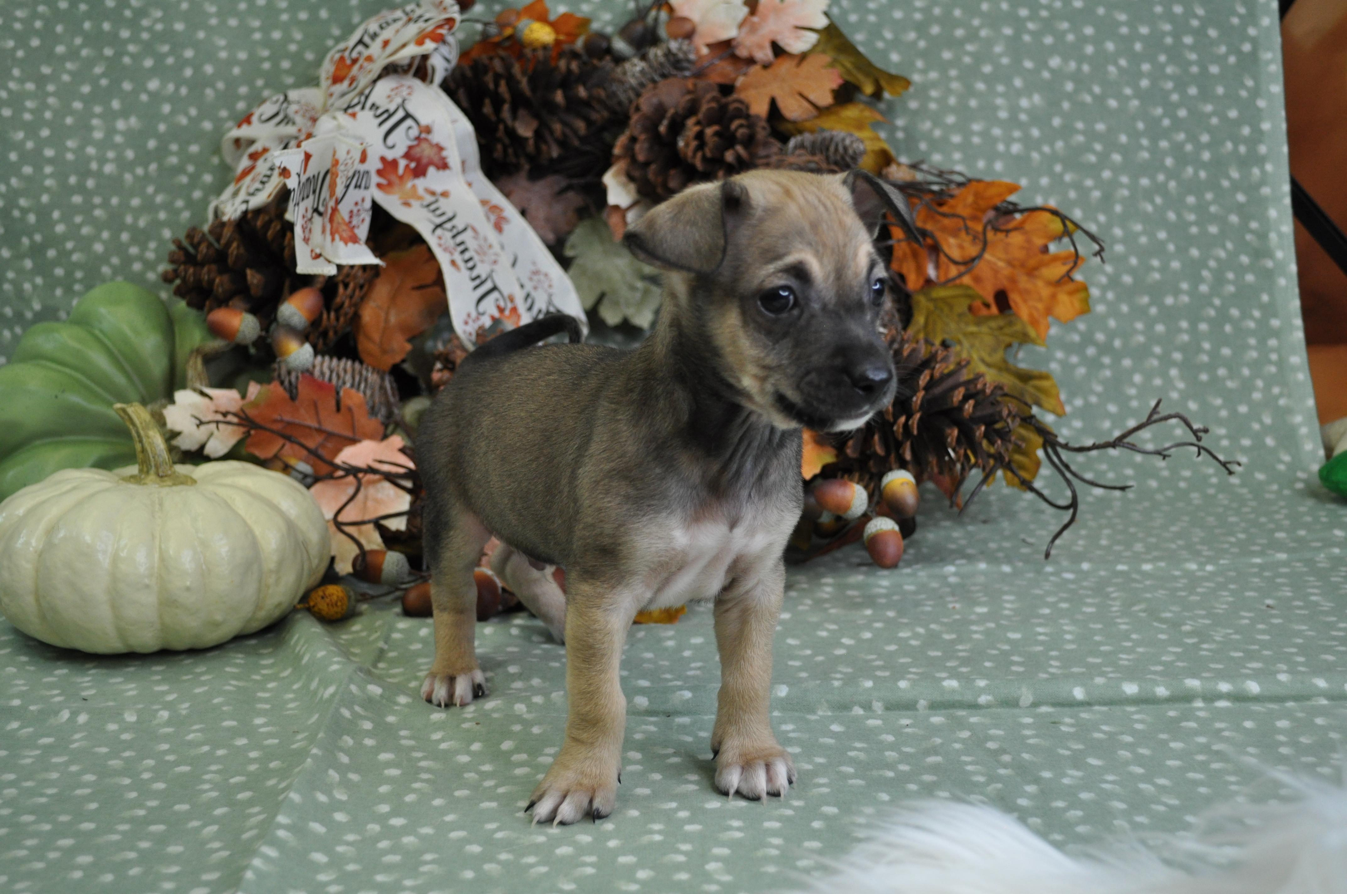 Louie, a Adoptable mixed breed in Union Gap, WA image 3/6