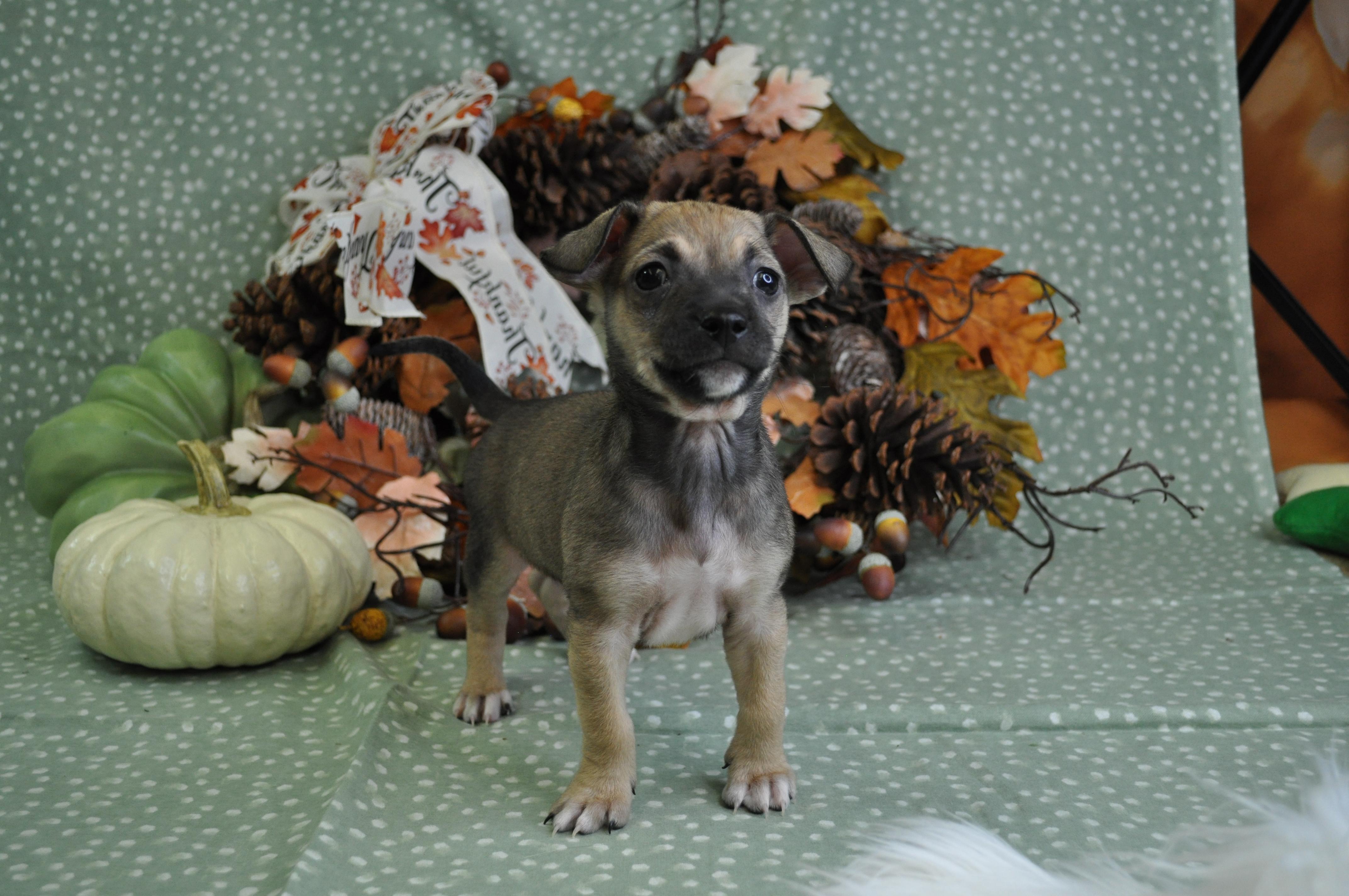Louie, a Adoptable mixed breed in Union Gap, WA image 4/6