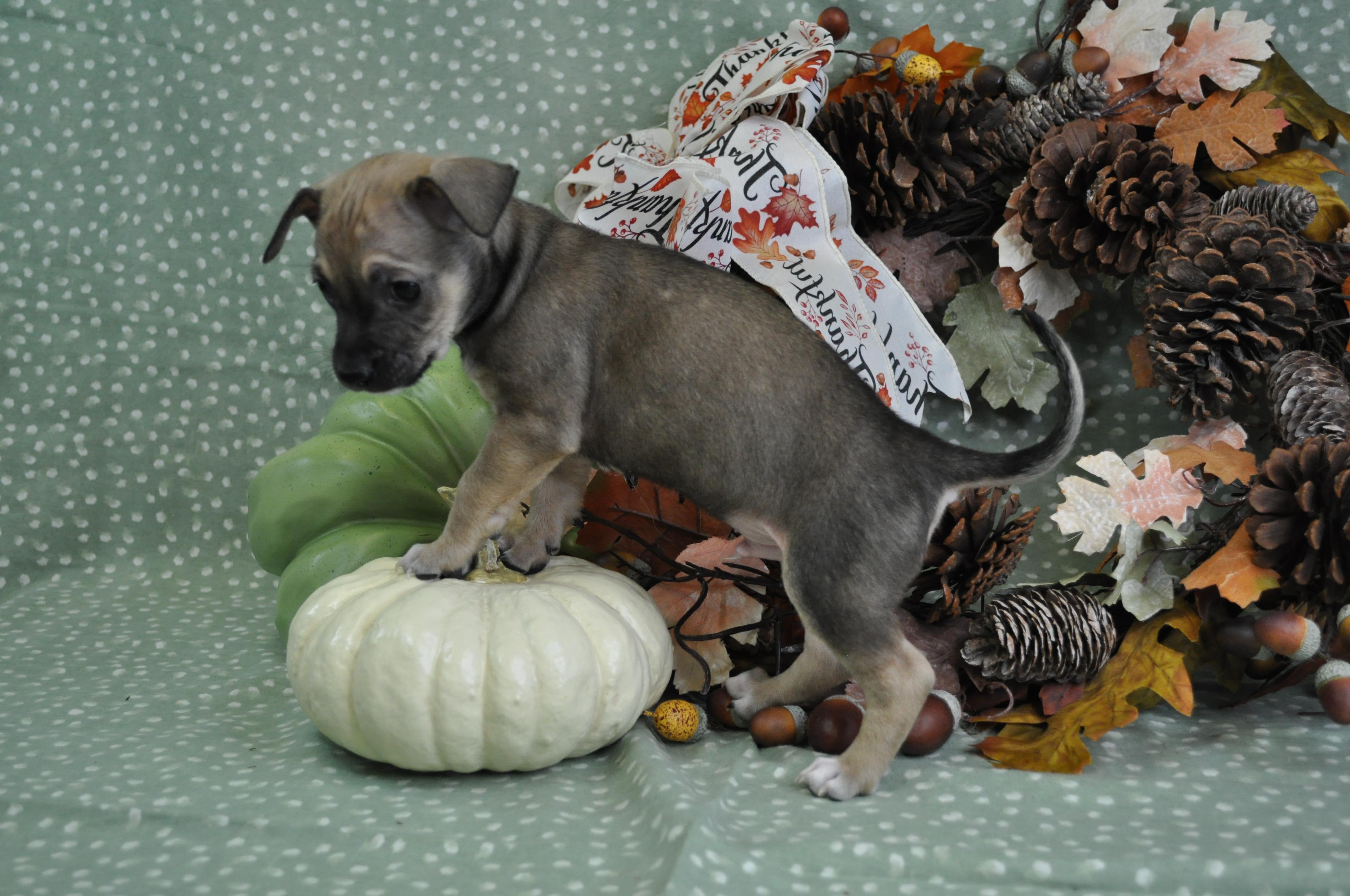 Louie, a Adoptable mixed breed in Union Gap, WA image 5/6