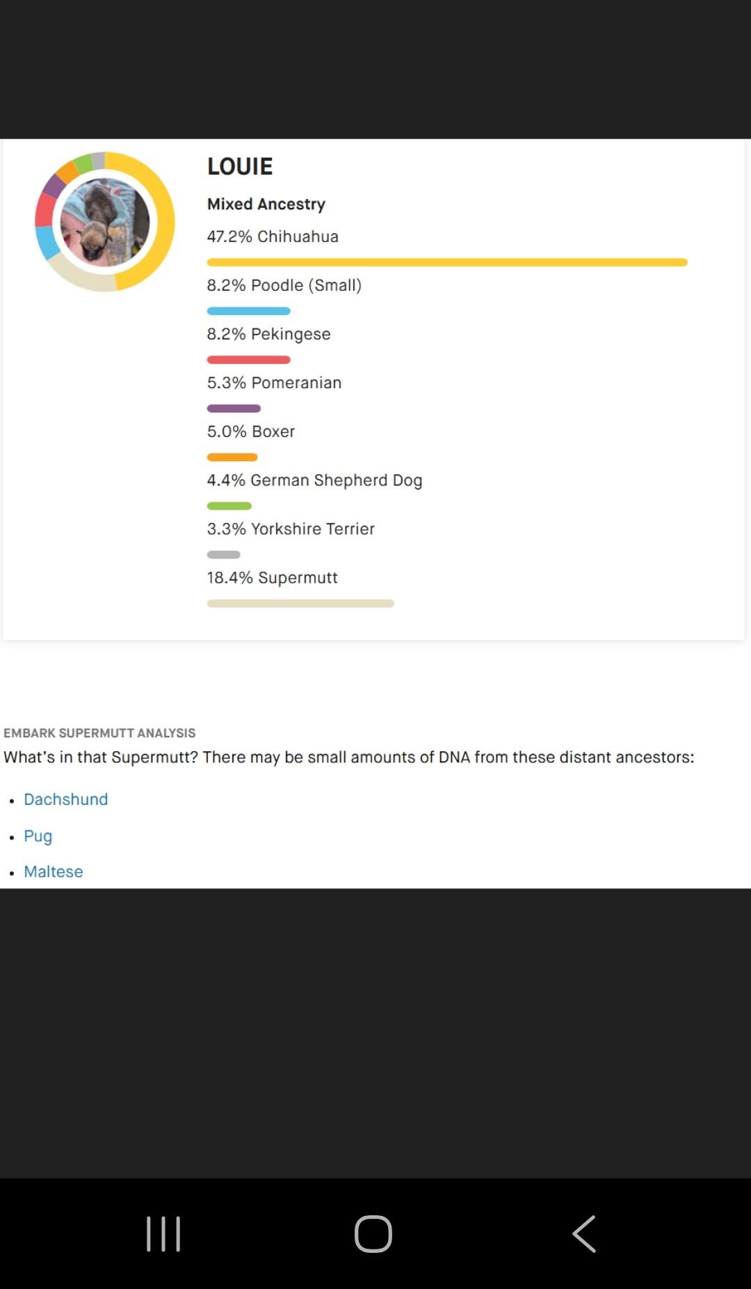 Louie, a Adoptable mixed breed in Union Gap, WA image 6/6