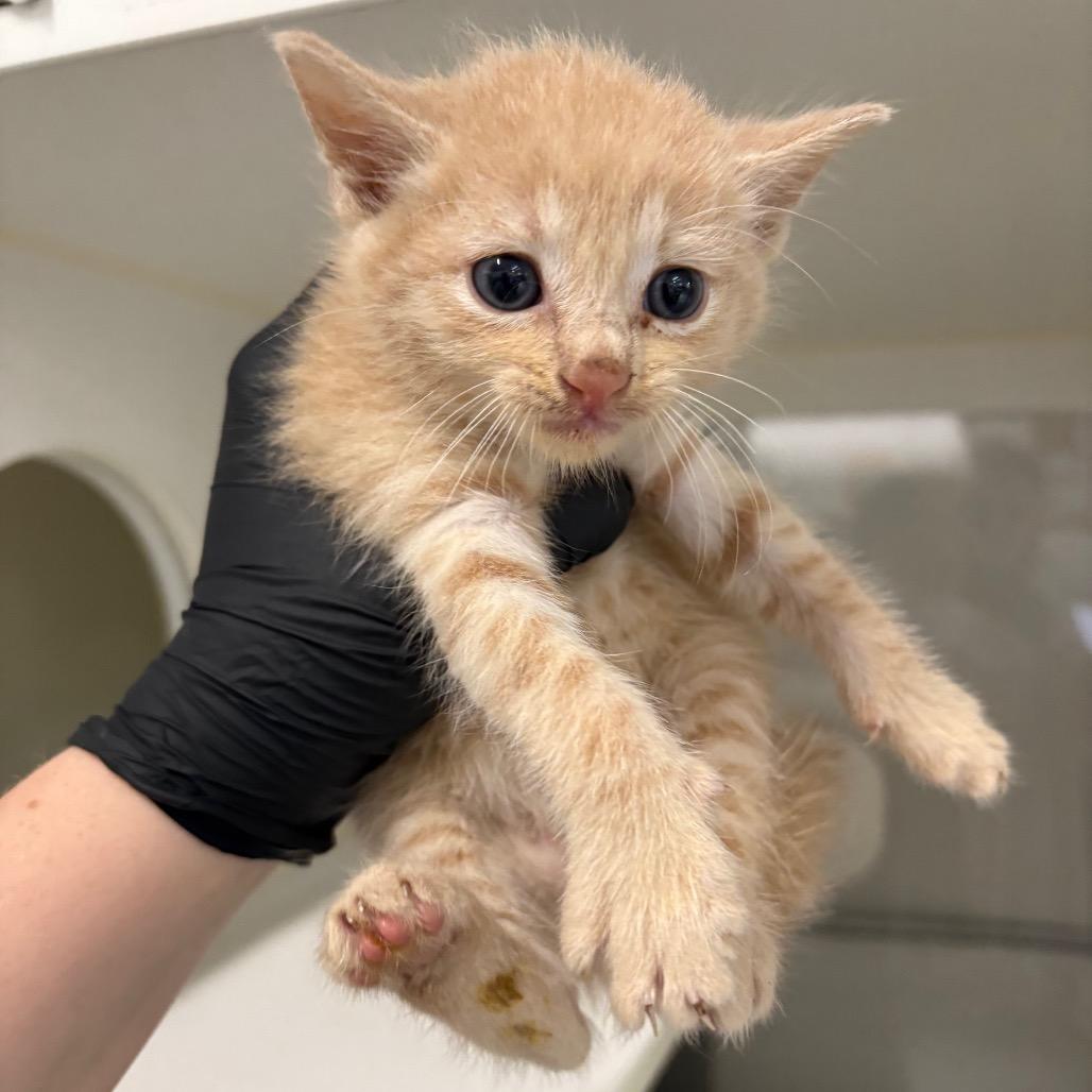 Wasp, Adoptable, Young Male Domestic Short Hair.