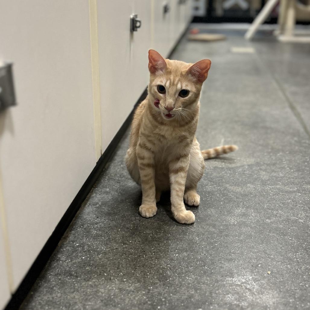 Wasp, a Adoptable Domestic Short Hair in Mission Hills, CA image 2/6