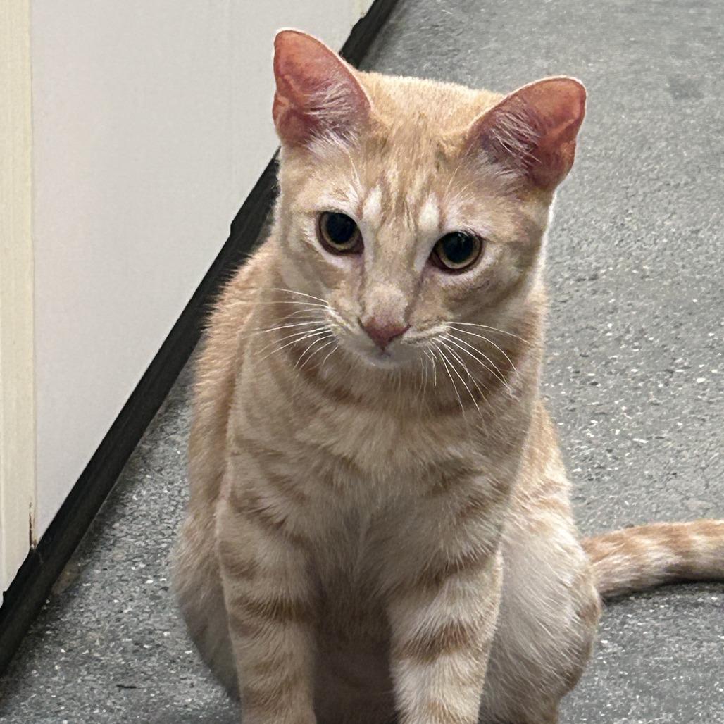 Wasp, a Adoptable Domestic Short Hair in Mission Hills, CA image 3/6