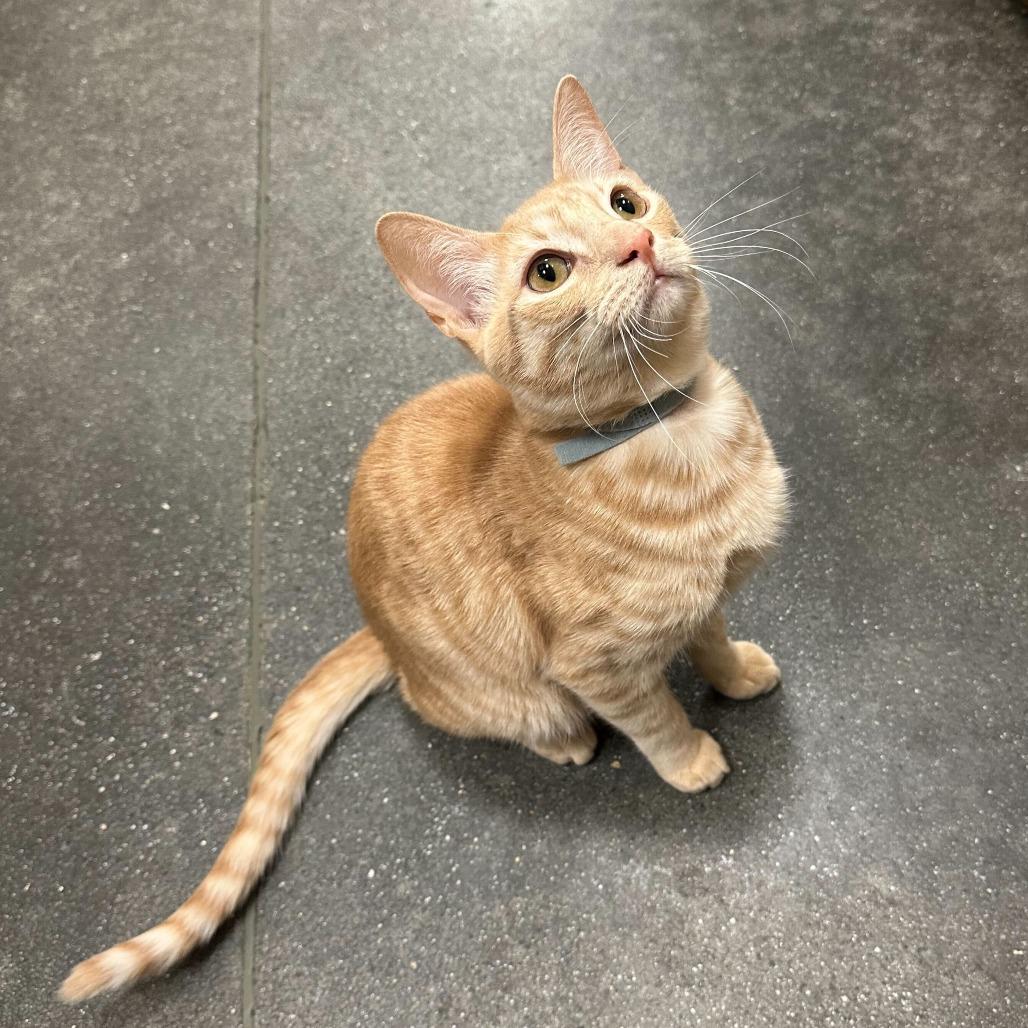 Wasp, a Adoptable Domestic Short Hair in Mission Hills, CA image 4/6