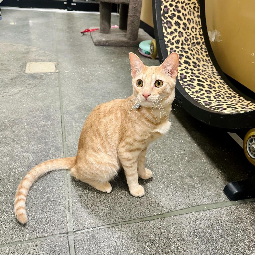 Wasp, a Adoptable Domestic Short Hair in Mission Hills, CA image 6/6