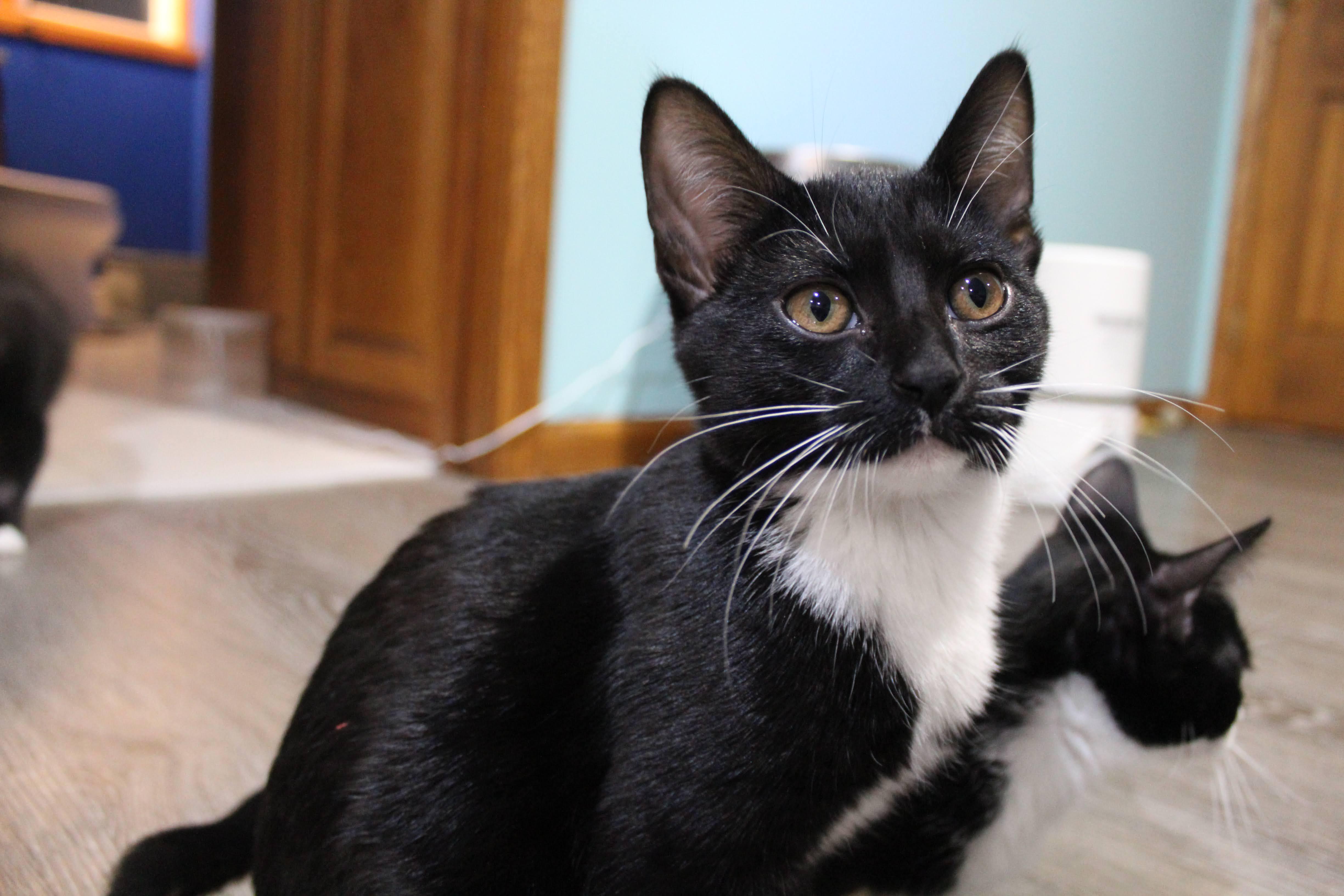 Jasper, Adoptable, Kitten Male Domestic Short Hair.