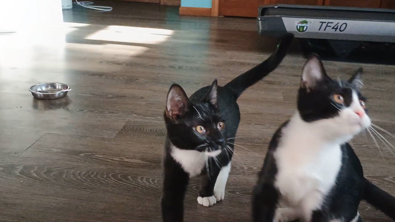 Enlarge Bean and Jasper, a Adoptable Domestic Short Hair video 2/2