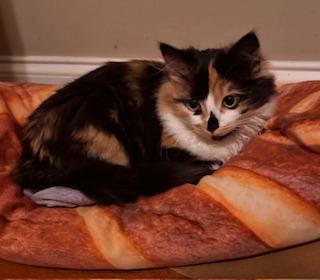 Enlarge Itsy, an adopted mixed breed in Southern Pines, NC image 2/2