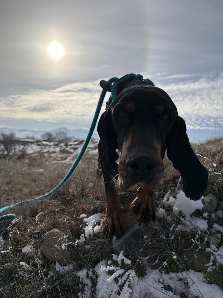 Faye, Adoptable, Adult Female Coonhound.