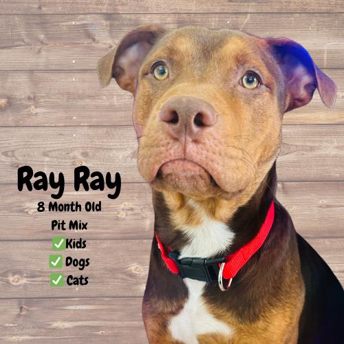 Ray Ray, Adopted, Young Male American Bully & Pit Bull Terrier.