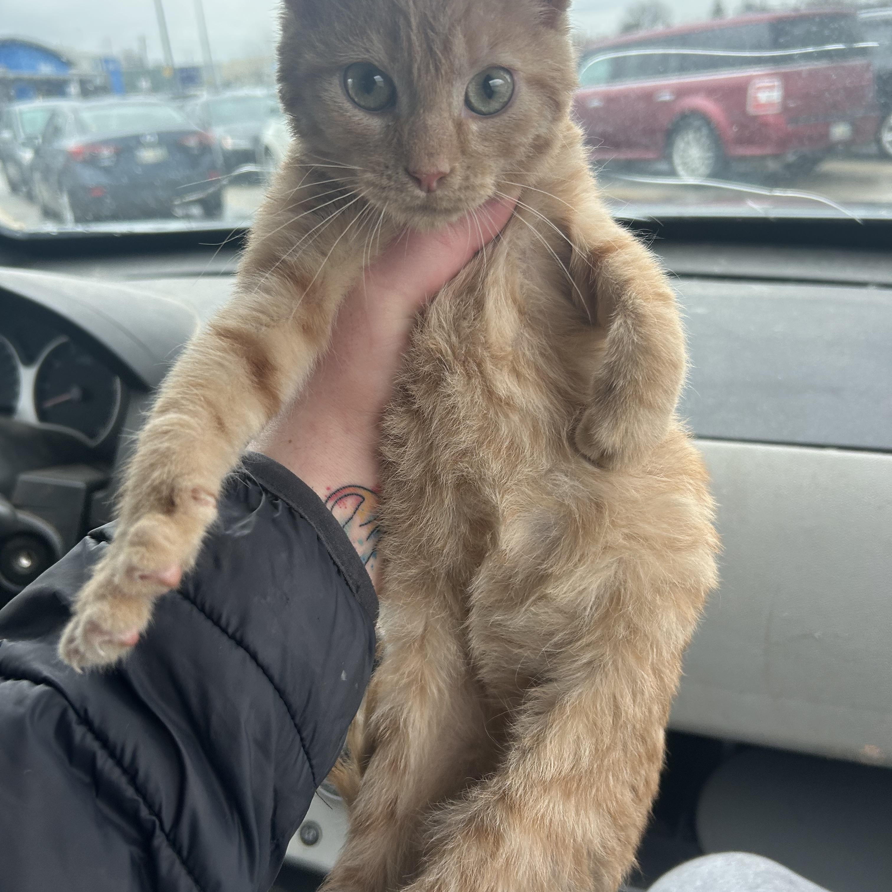 Enlarge Nabisco, a ADOPTABLE mixed breed in Parma, OH image 1/1