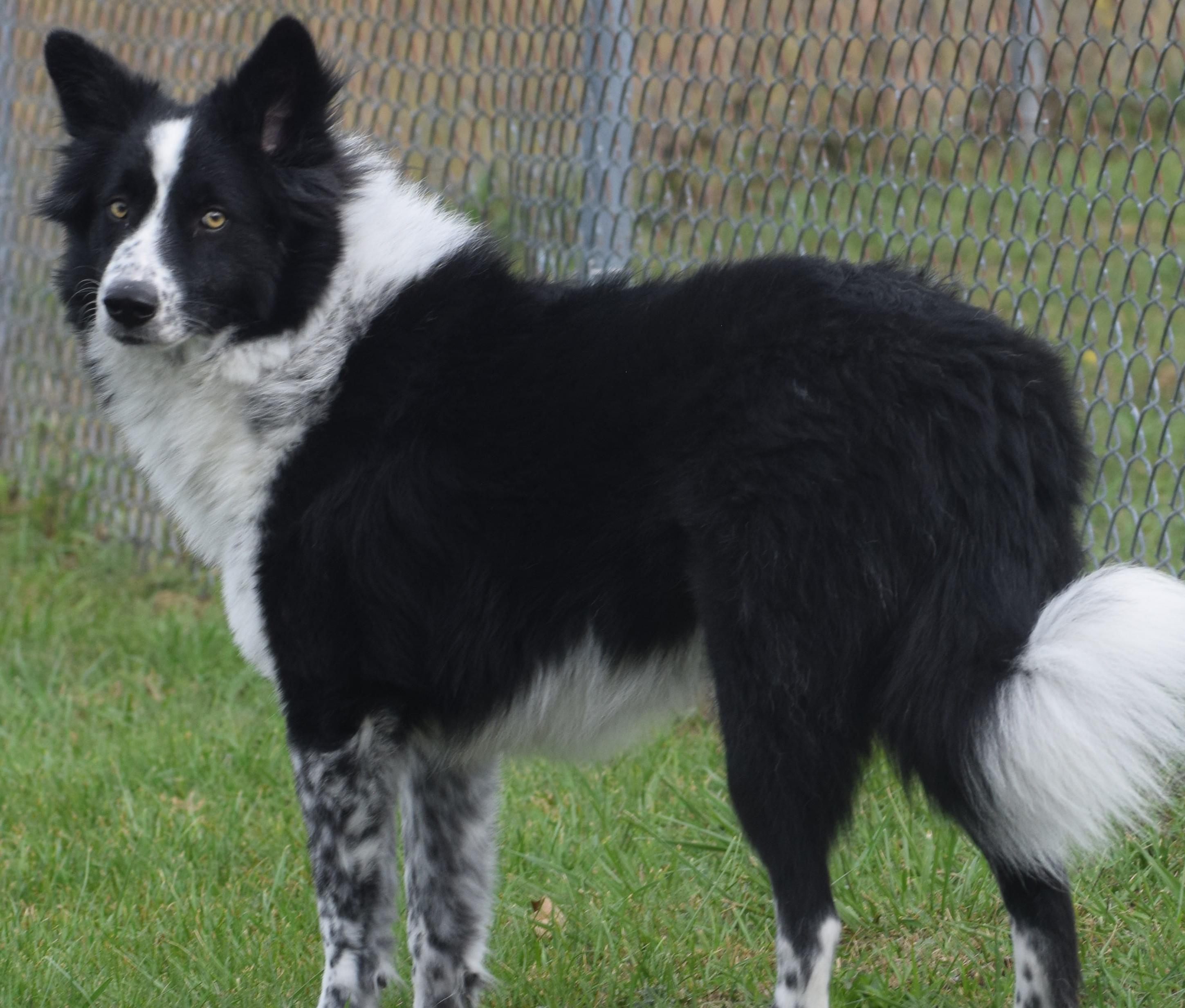Enlarge Lawrence-Pending, a Adoptable mixed breed in Frederick, MD image 4/6